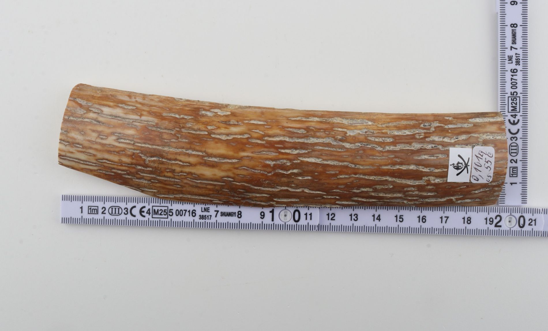 Caramel-grey mammoth bark