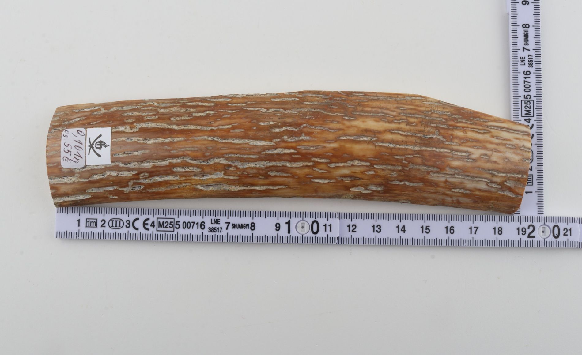 Caramel-grey mammoth bark