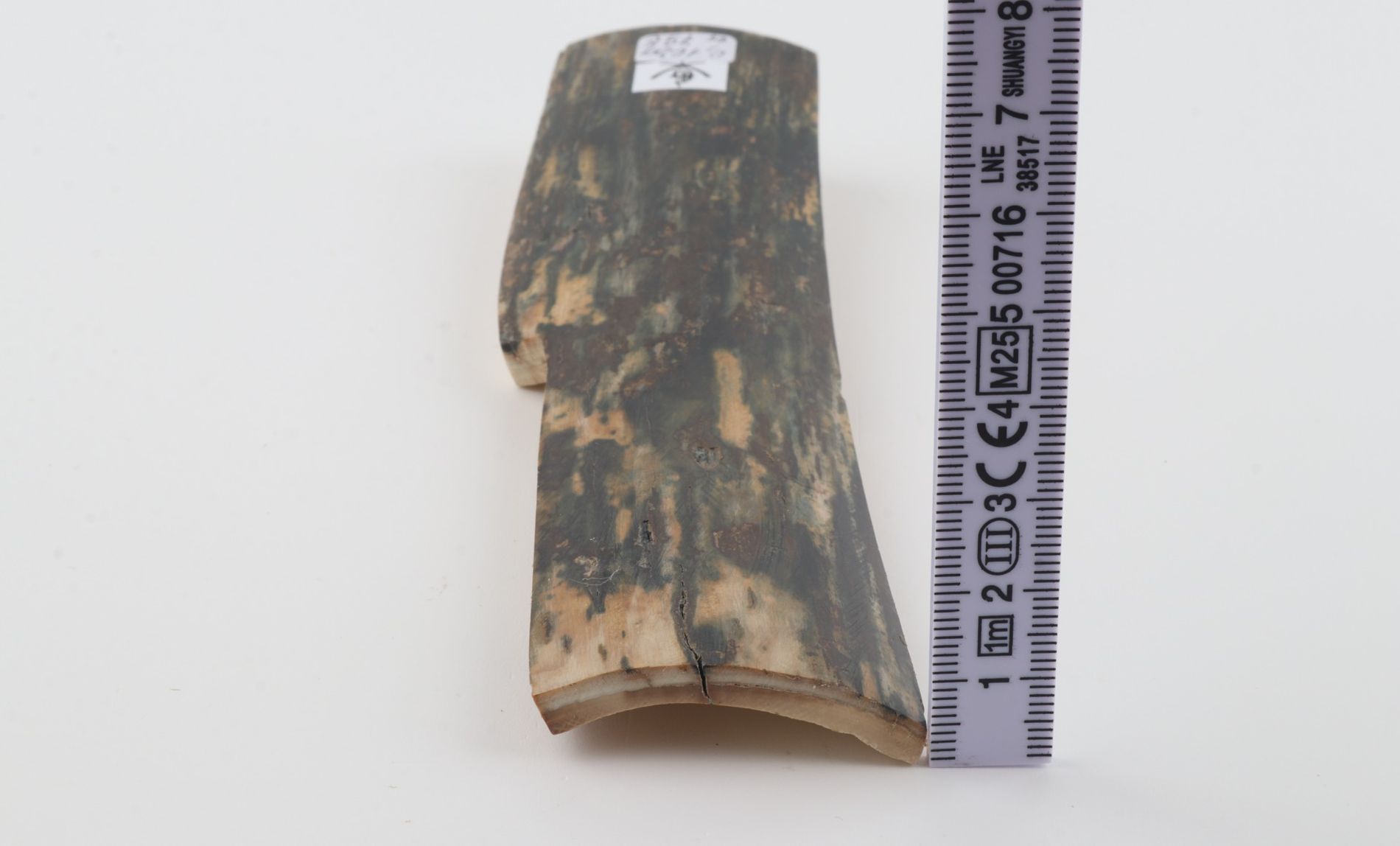 Green-blue mammoth bark