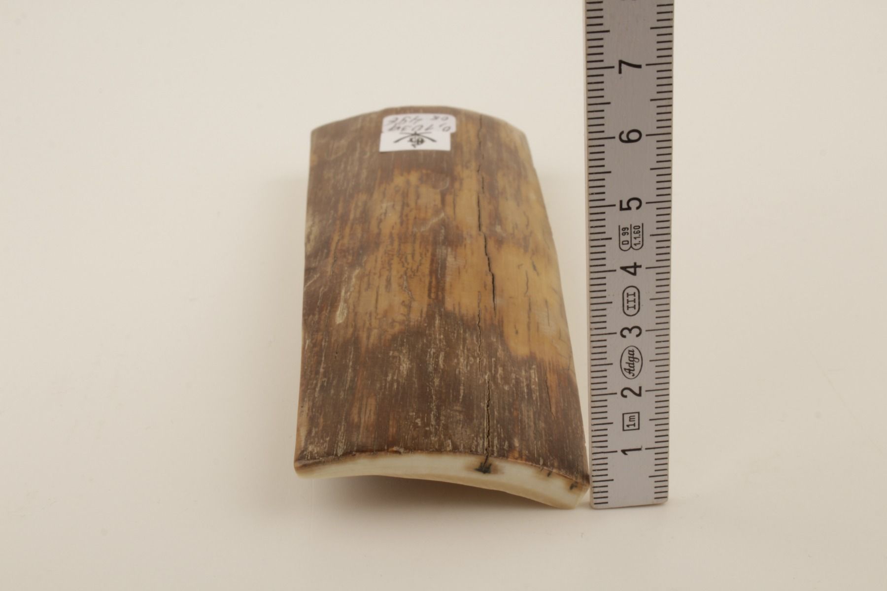 Brown-beige mammoth bark