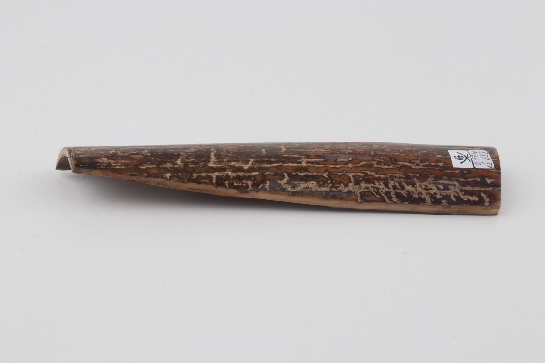 Brown mammoth bark
