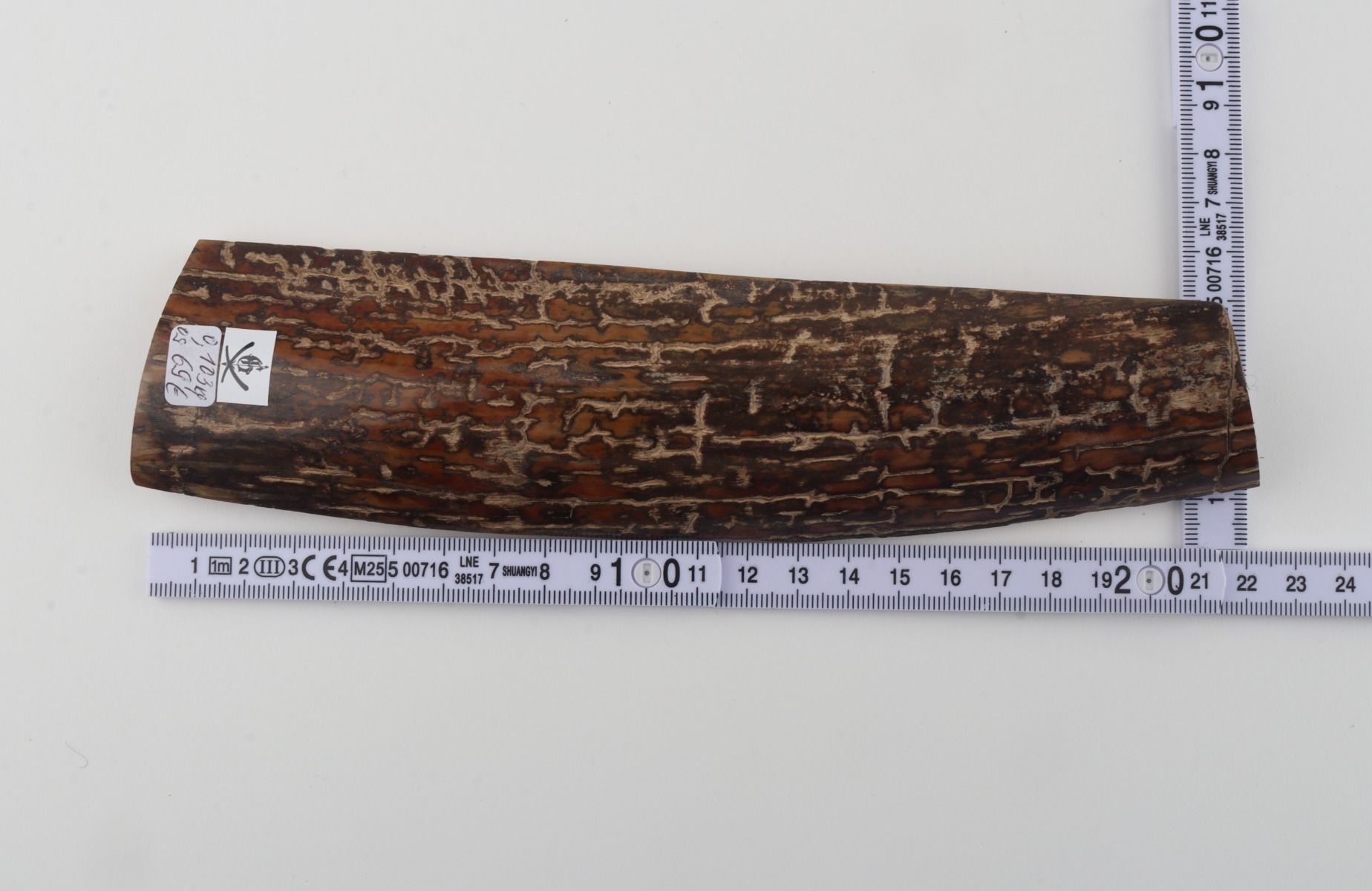 Brown mammoth bark