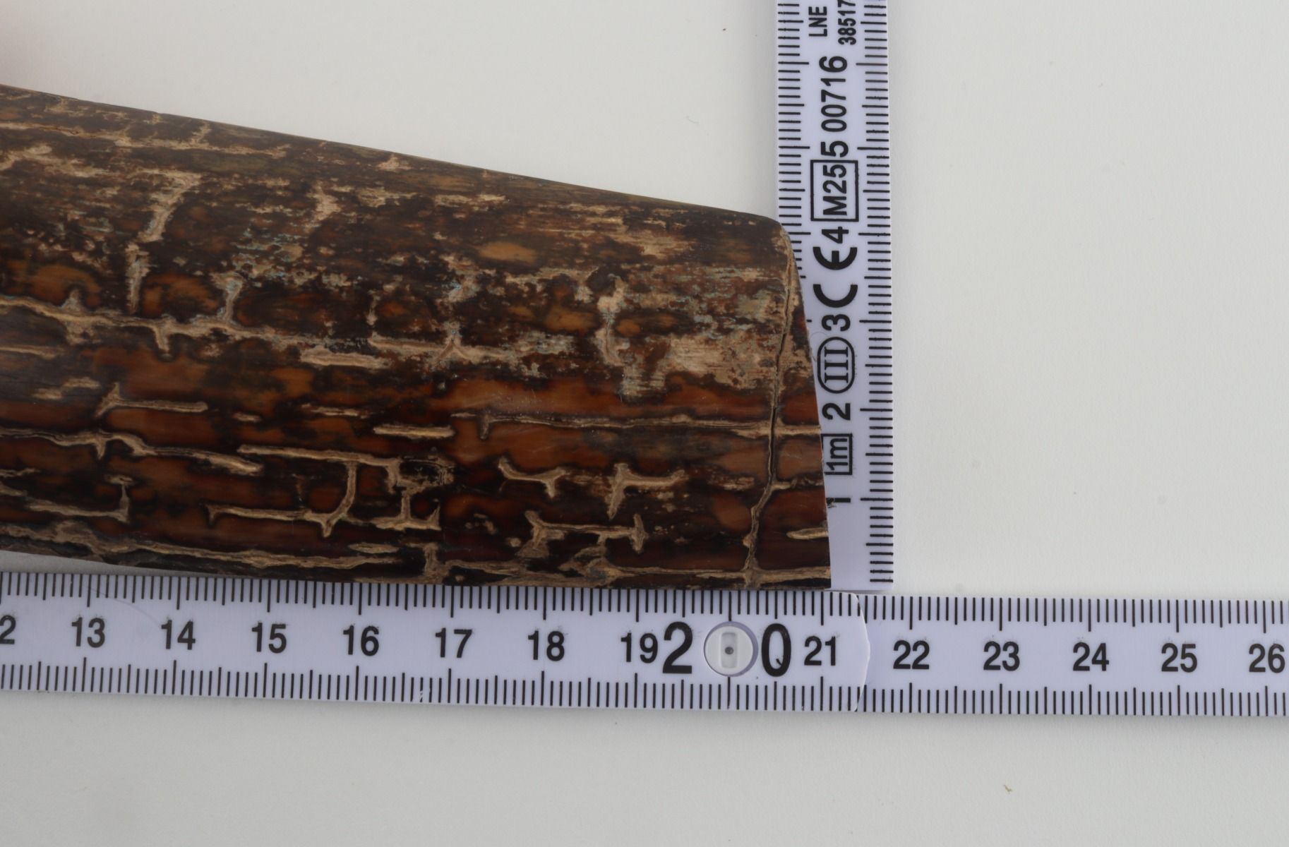 Brown mammoth bark