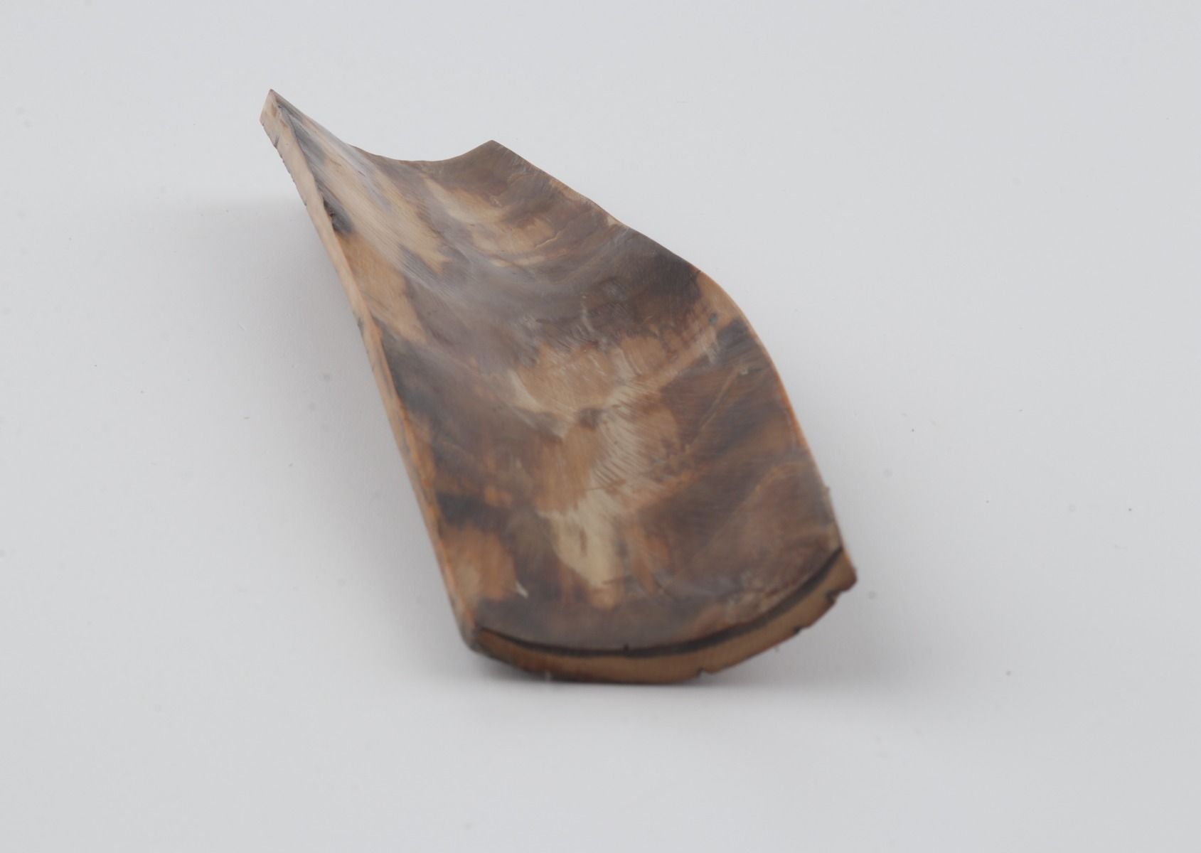 Brown mammoth bark