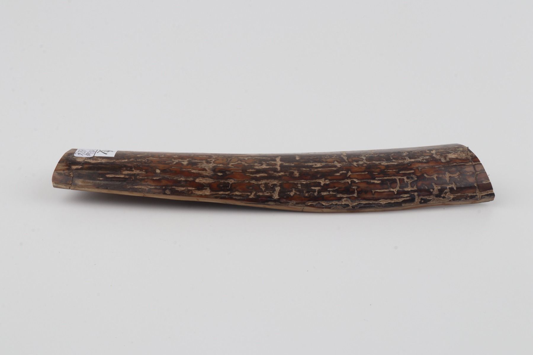 Brown mammoth bark