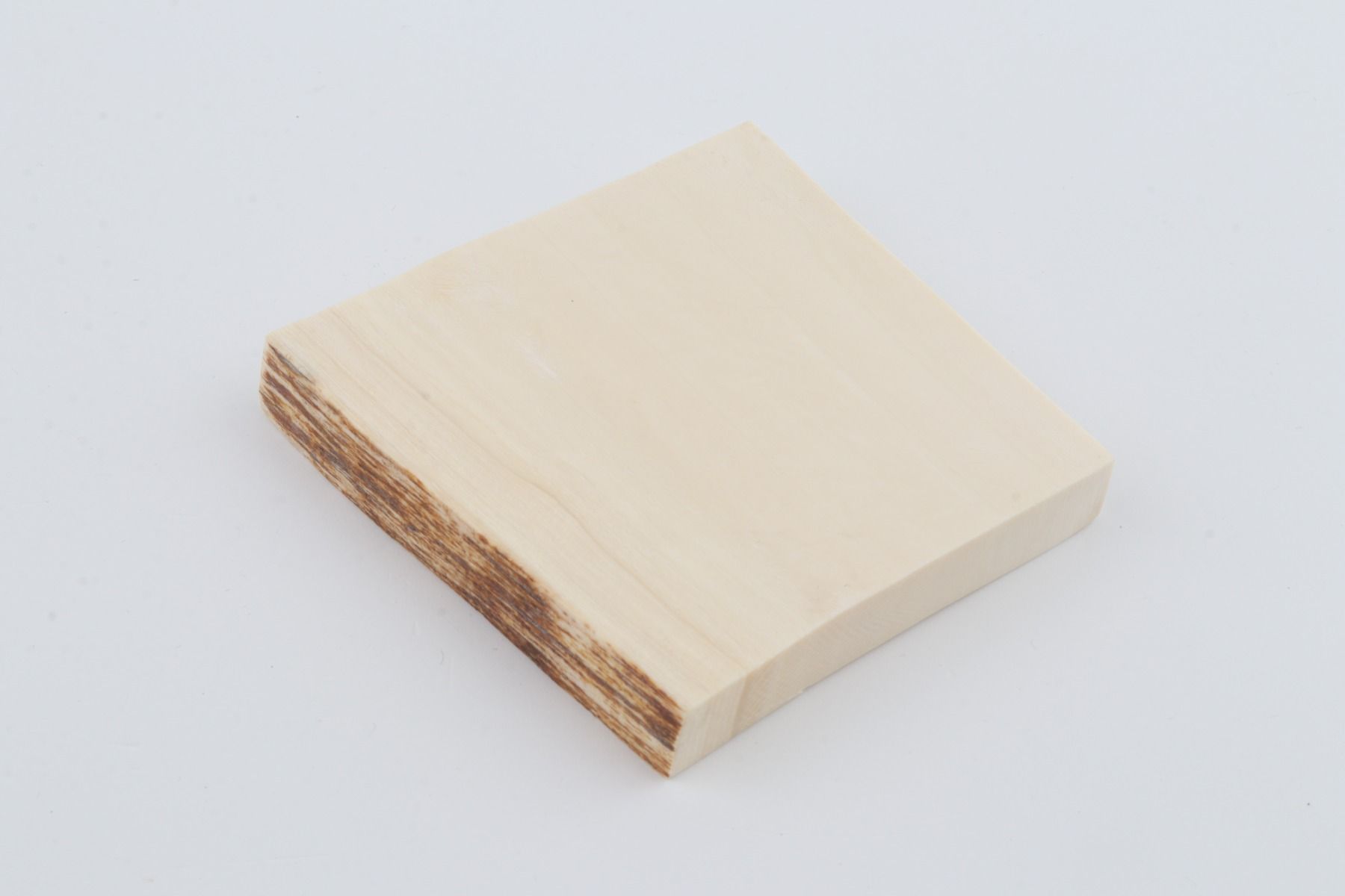 White mammoth ivory segment
