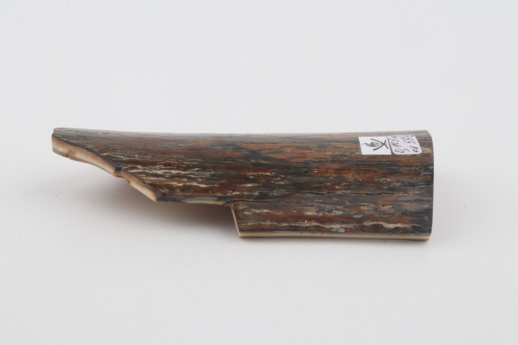 Brown-blue mammoth bark