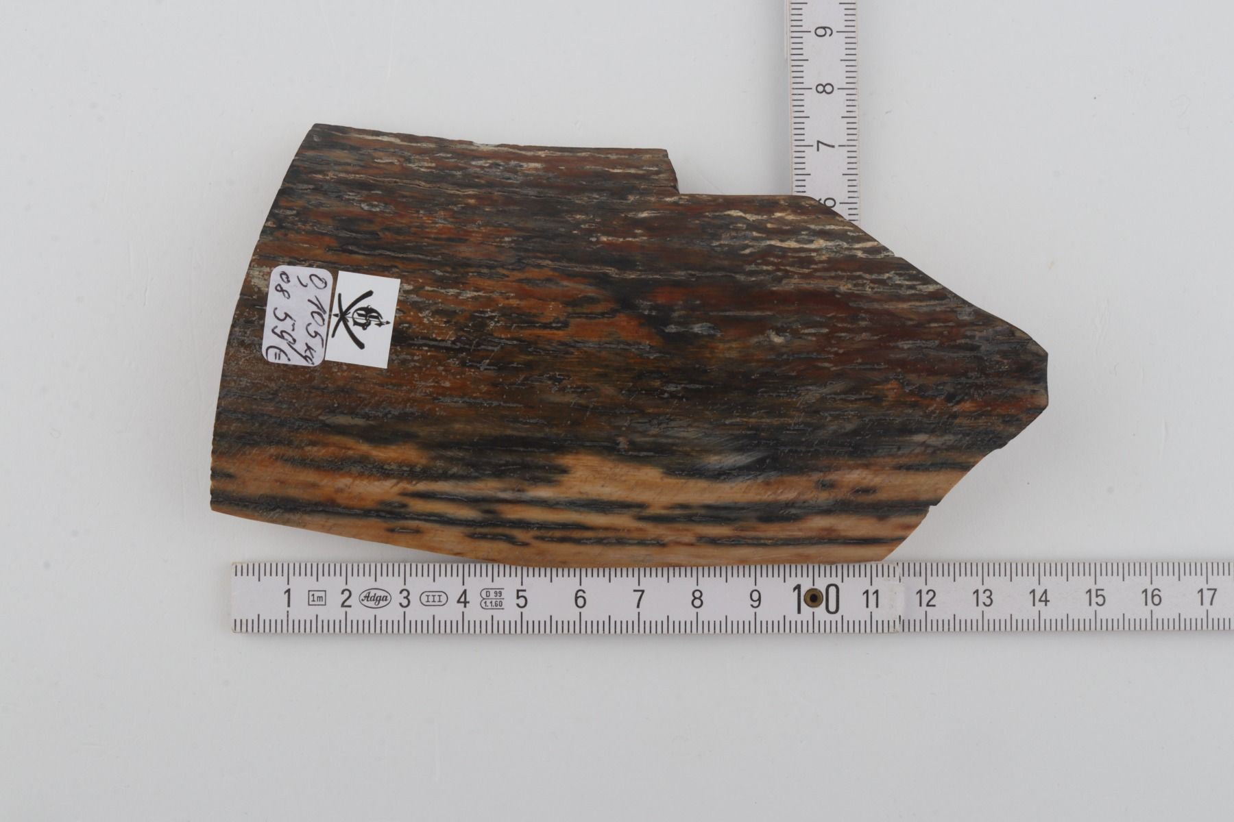 Brown-blue mammoth bark