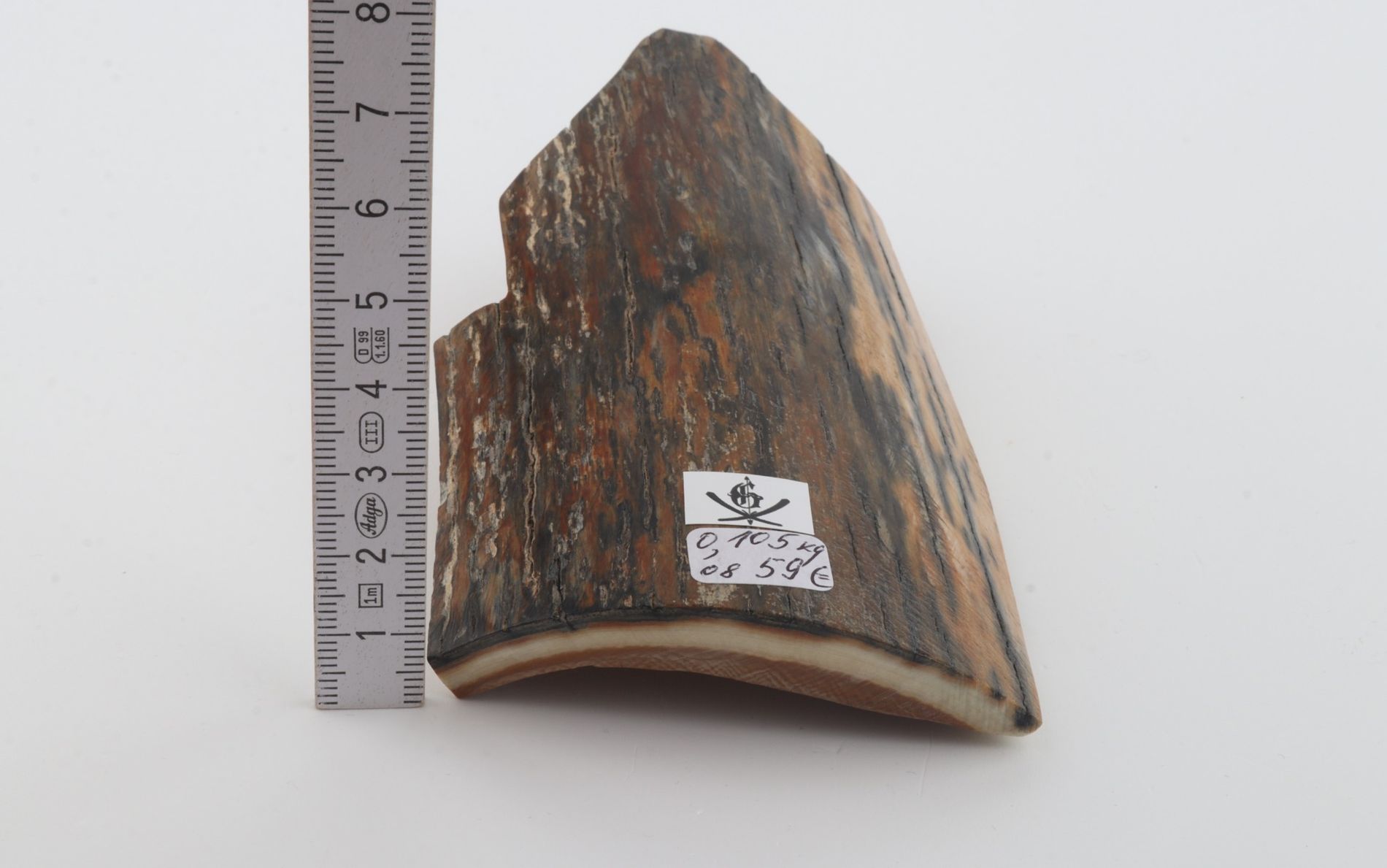 Brown-blue mammoth bark