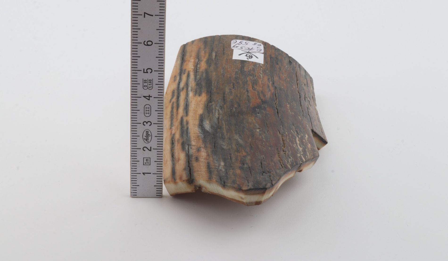 Brown-blue mammoth bark