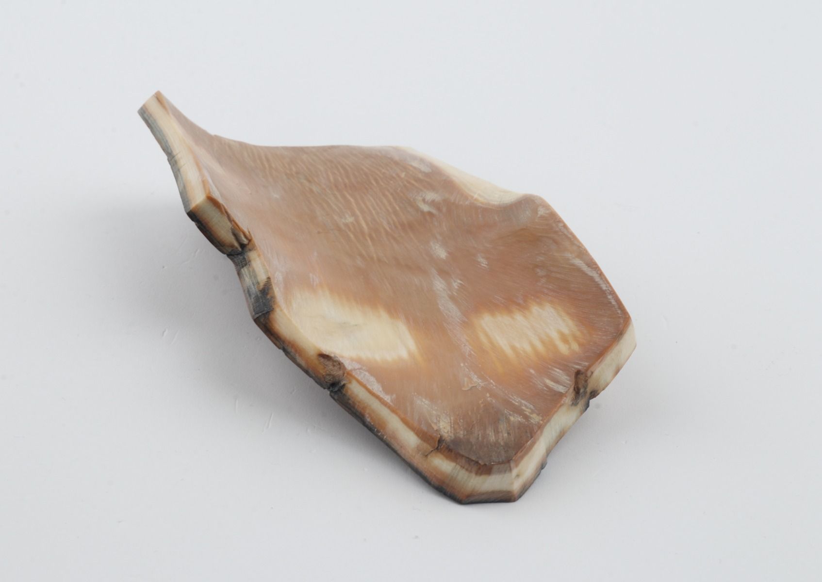 Brown-blue mammoth bark