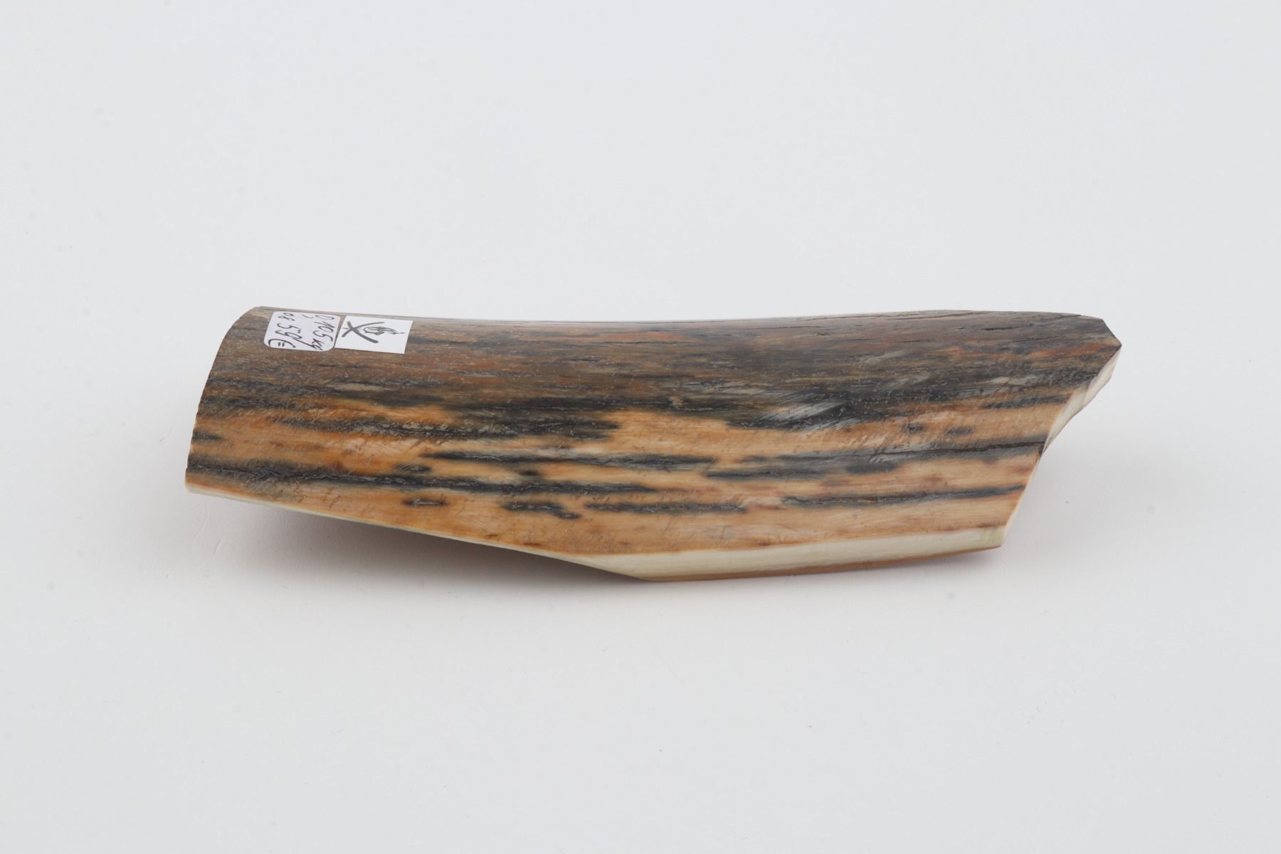 Brown-blue mammoth bark