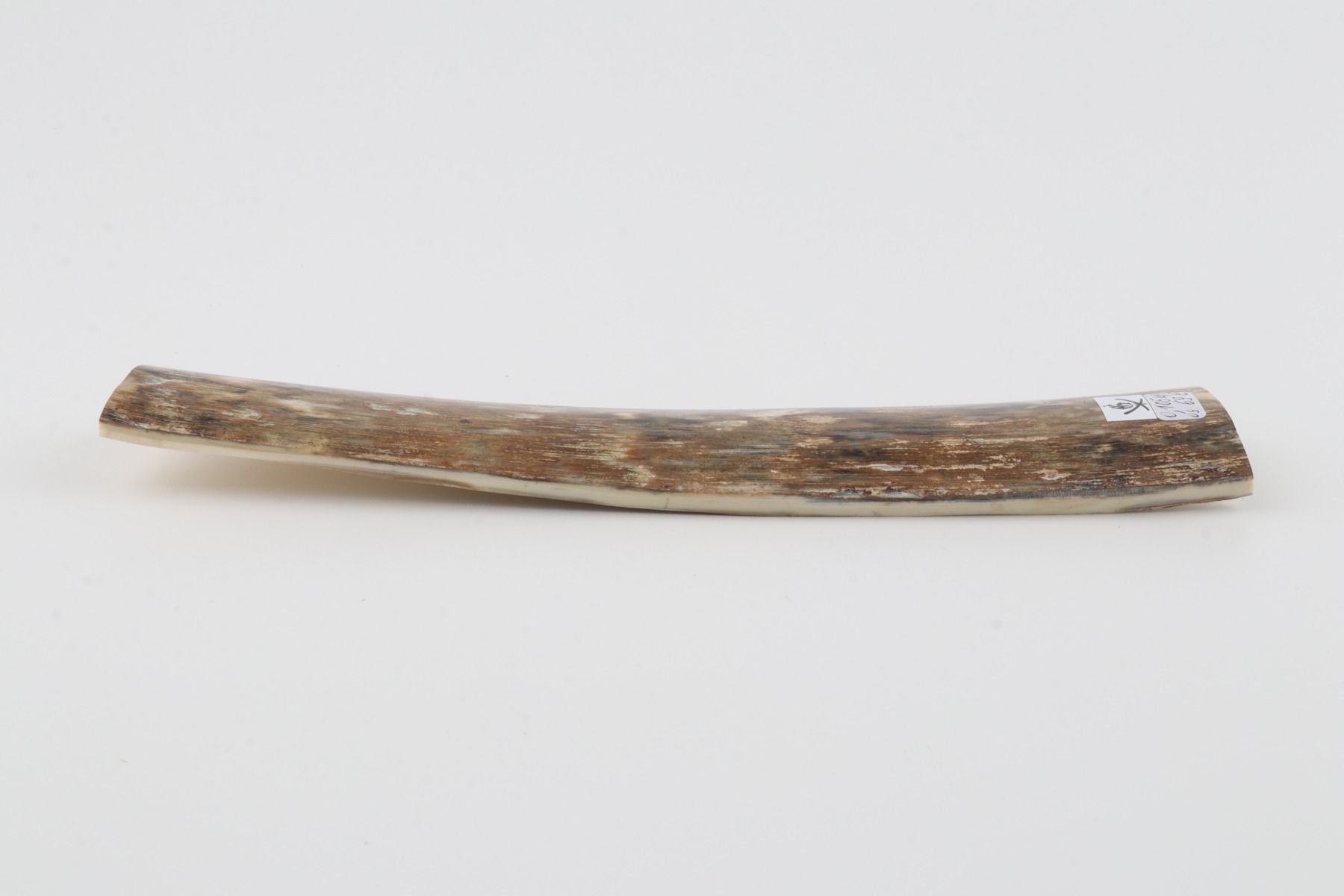 Beige mammoth bark