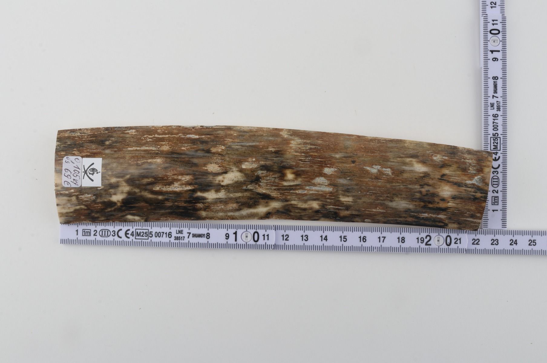 Beige mammoth bark