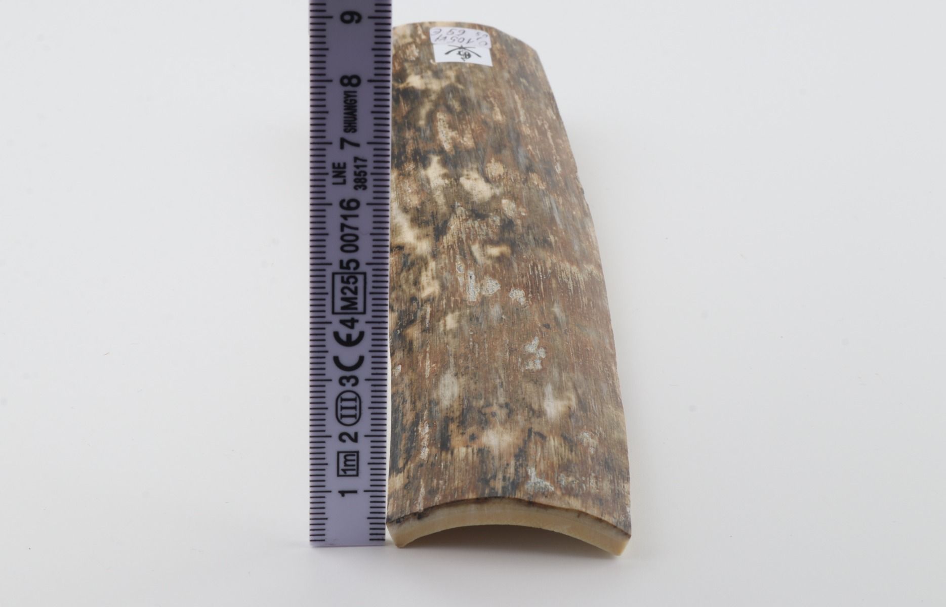 Beige mammoth bark