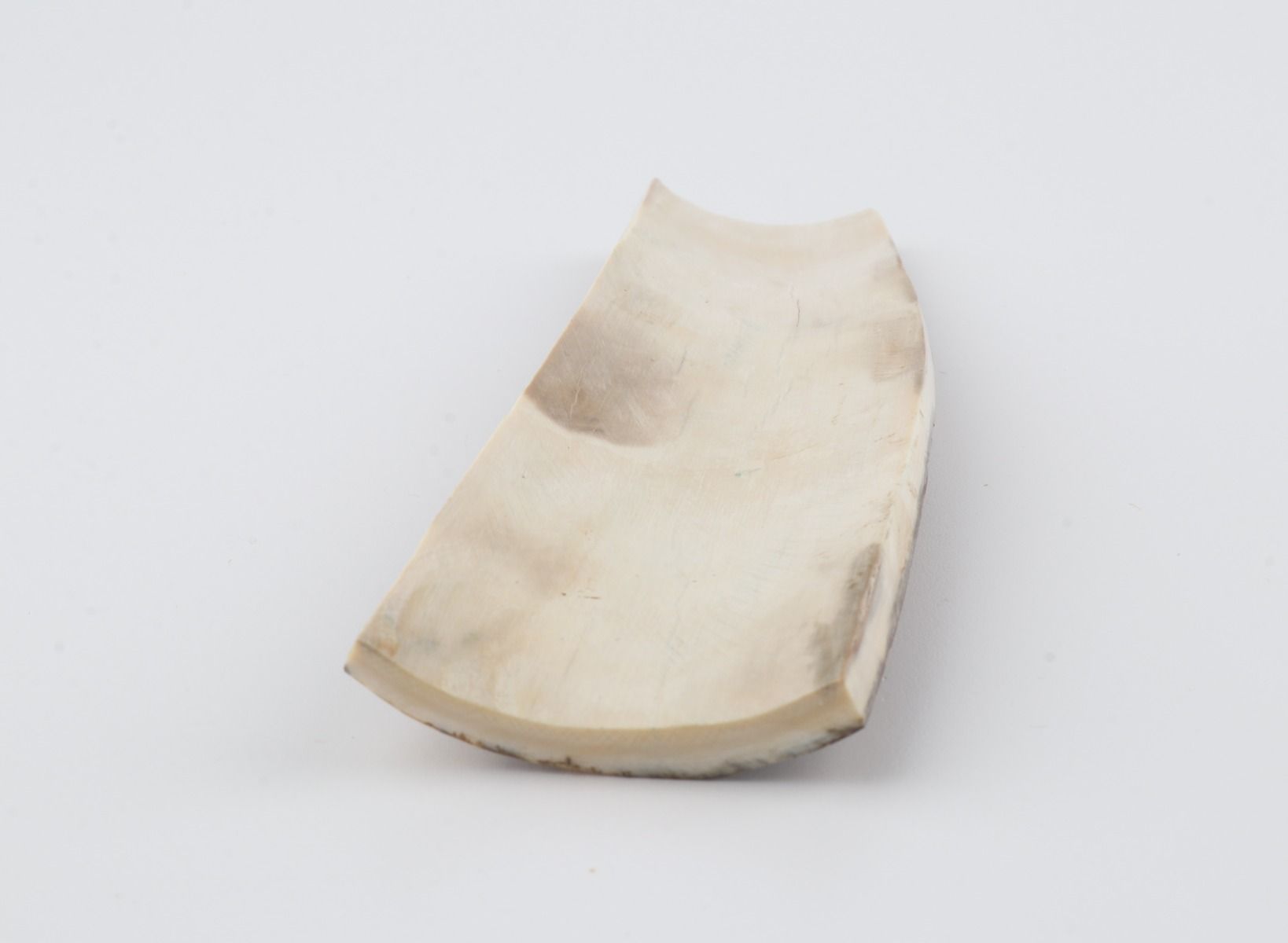 Beige mammoth bark