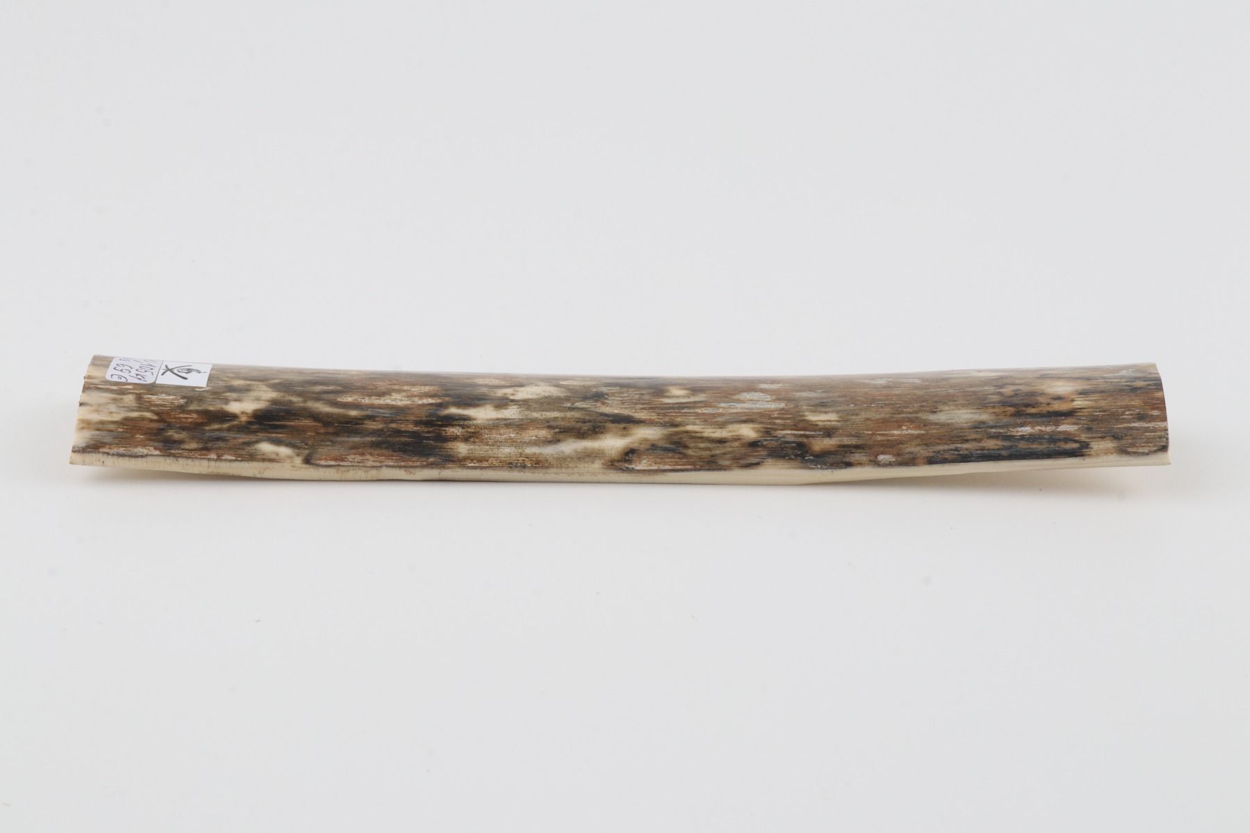 Beige mammoth bark