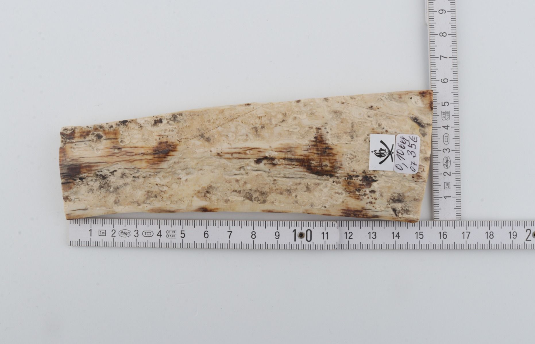 White mammoth bark