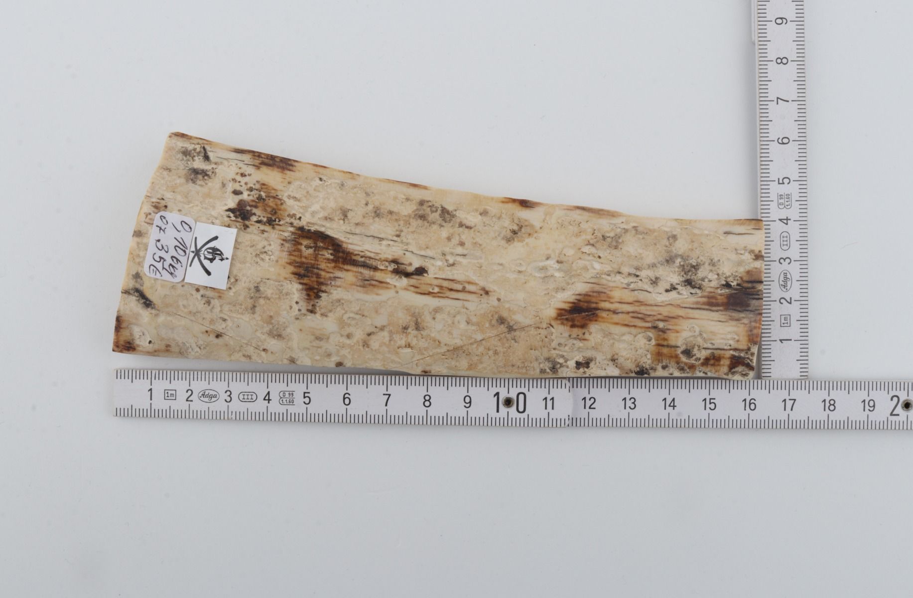 White mammoth bark