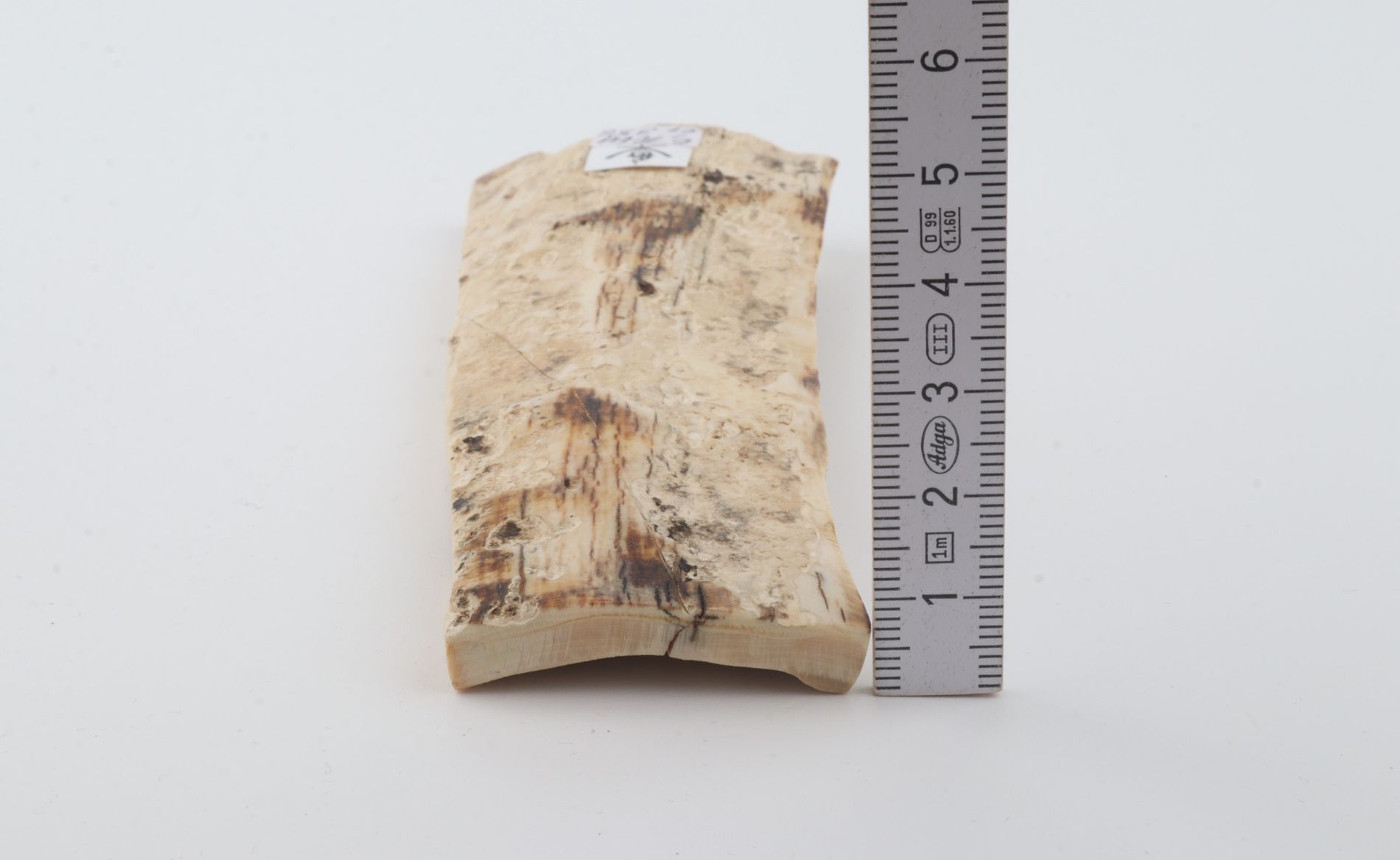 White mammoth bark