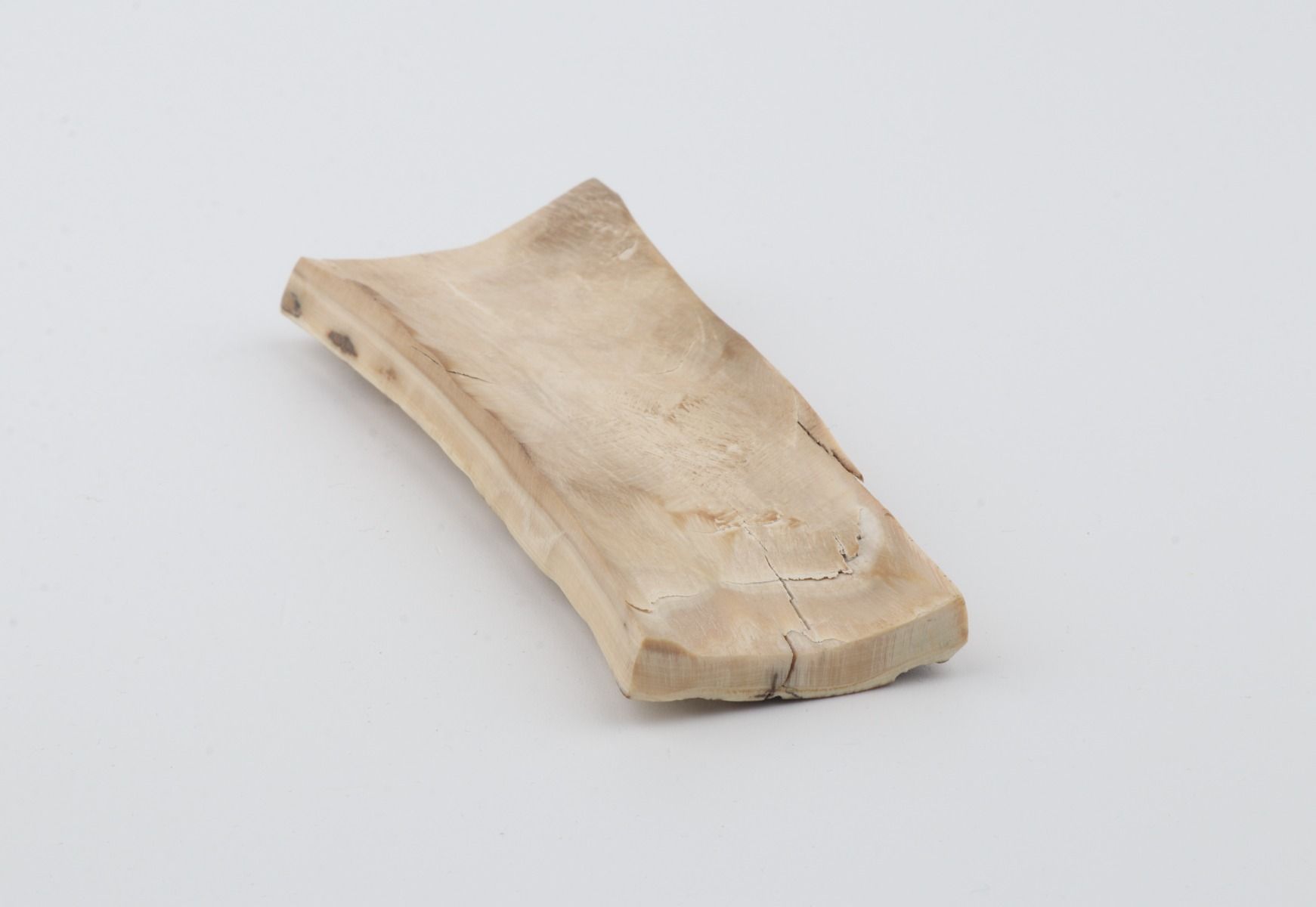 White mammoth bark