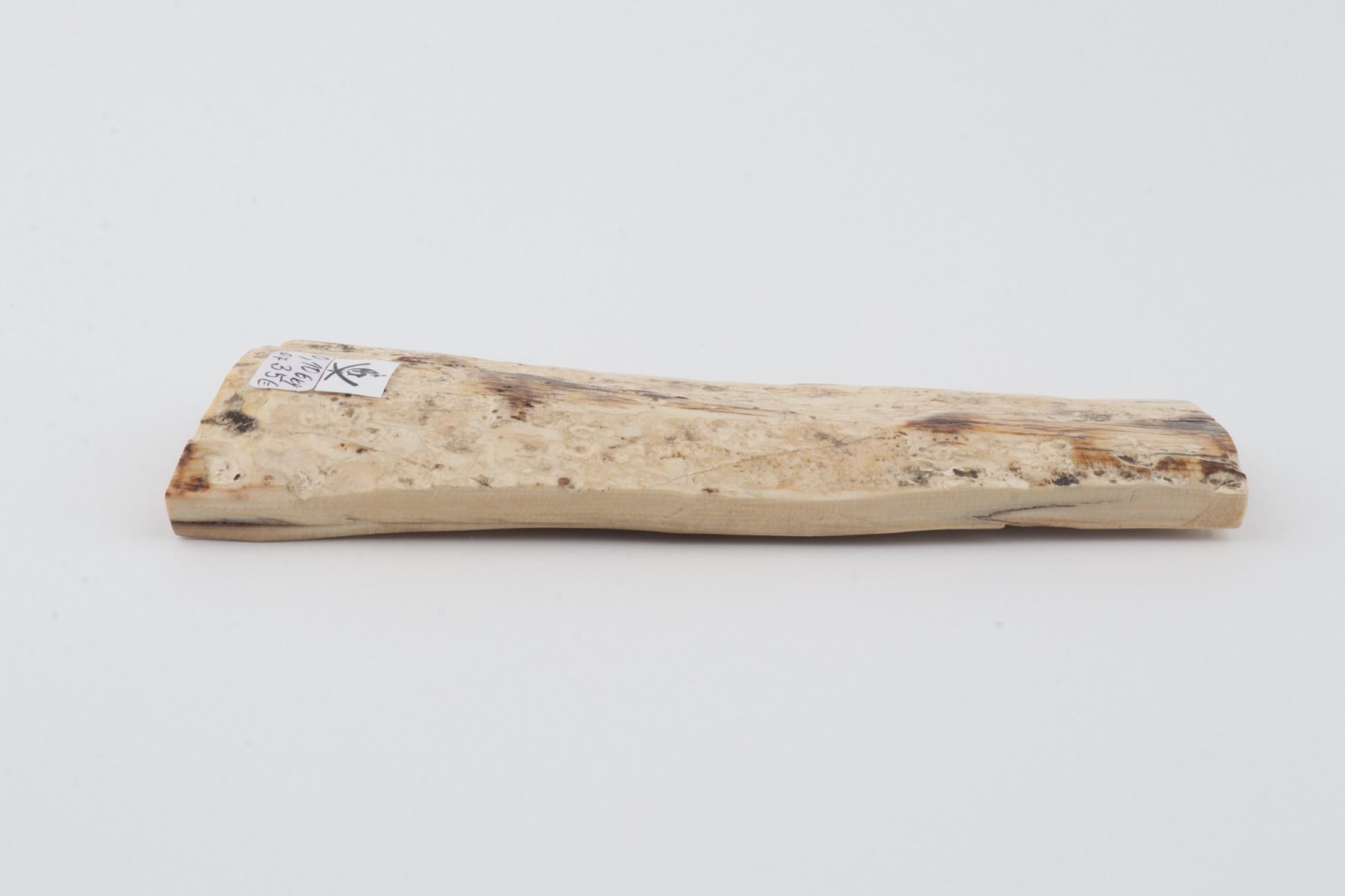 White mammoth bark