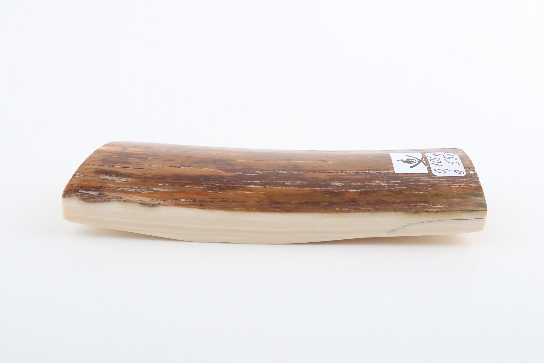 Brown mammoth bark