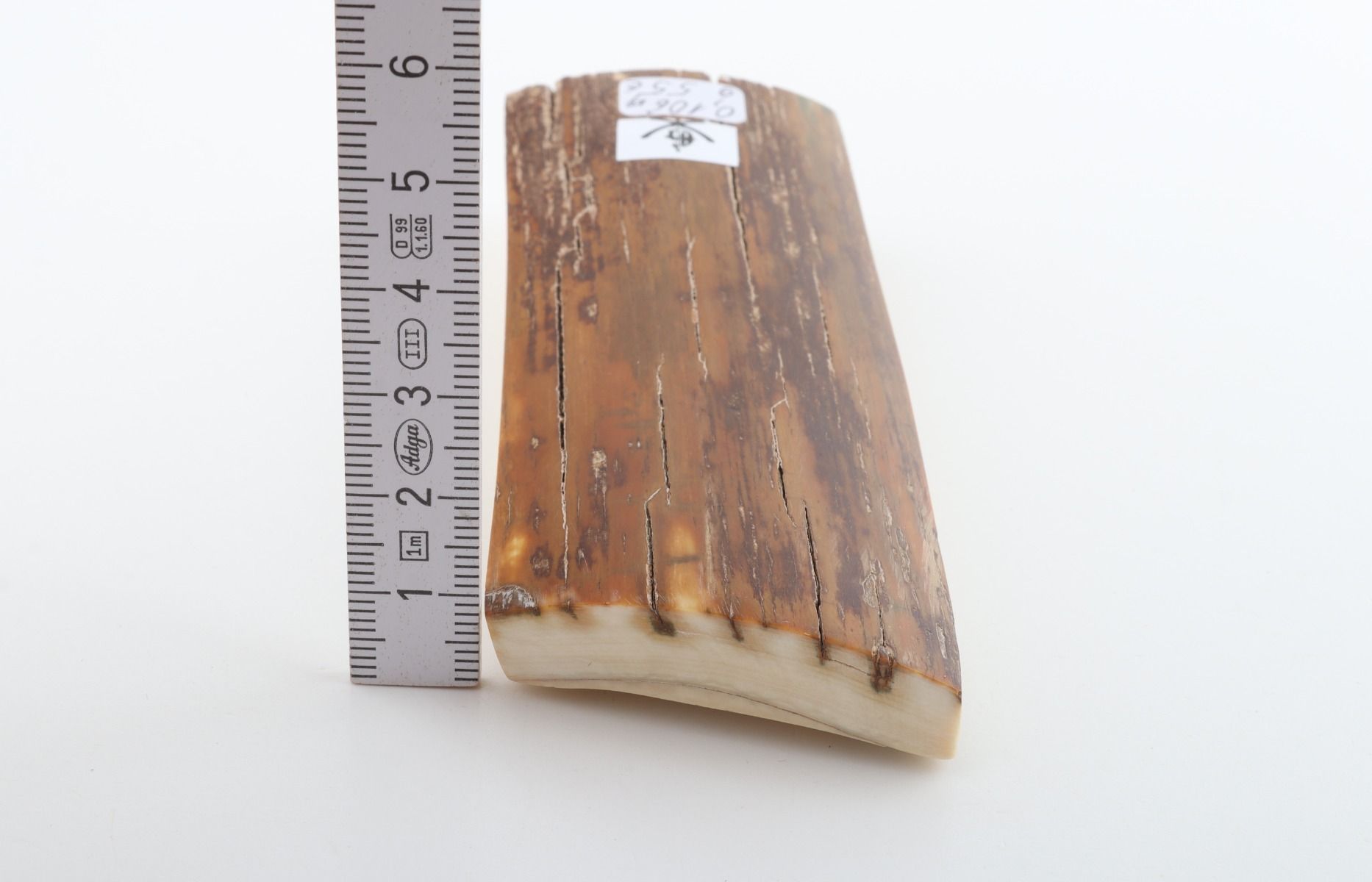 Brown mammoth bark