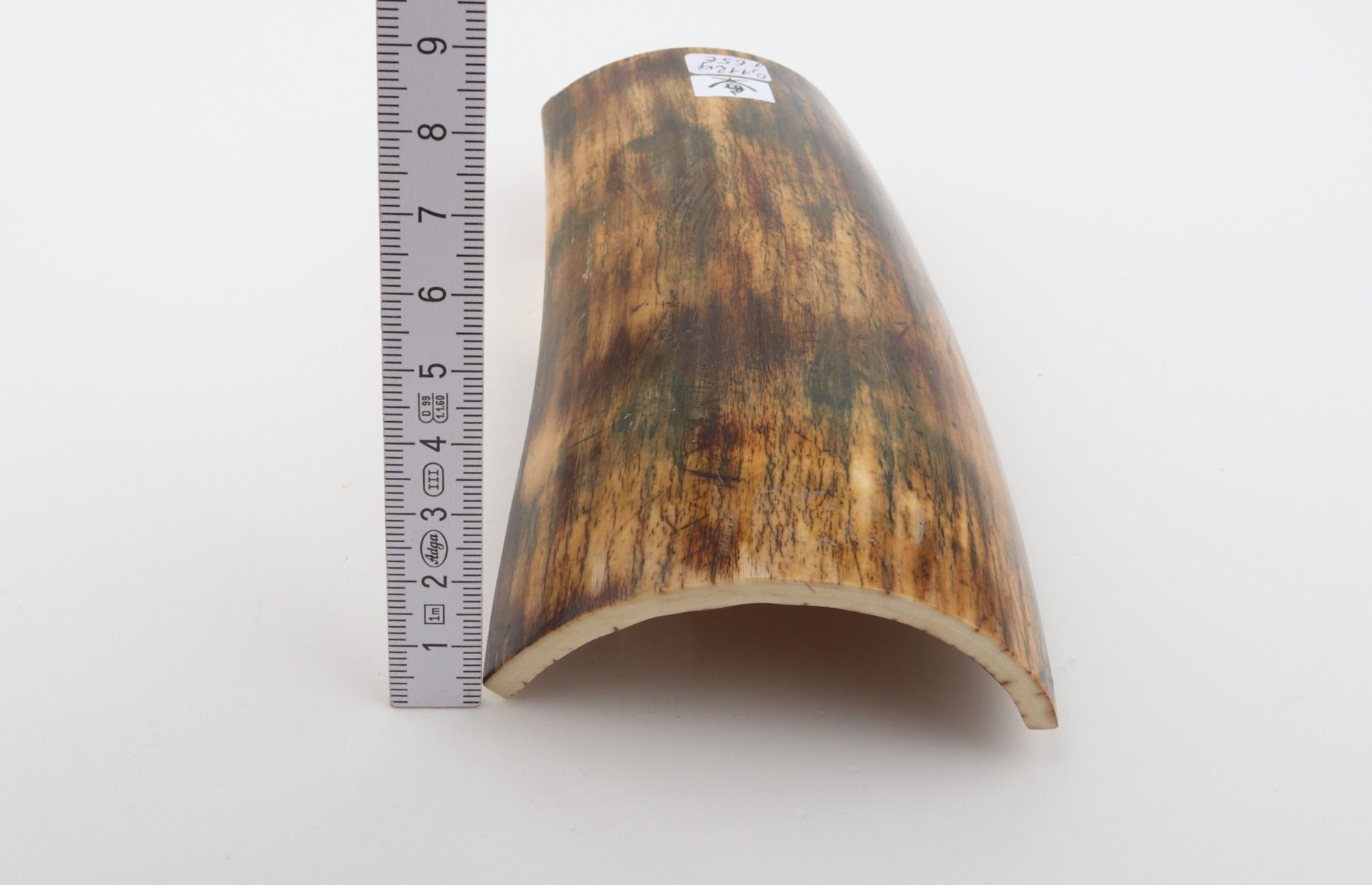 Green-mustard mammoth bark