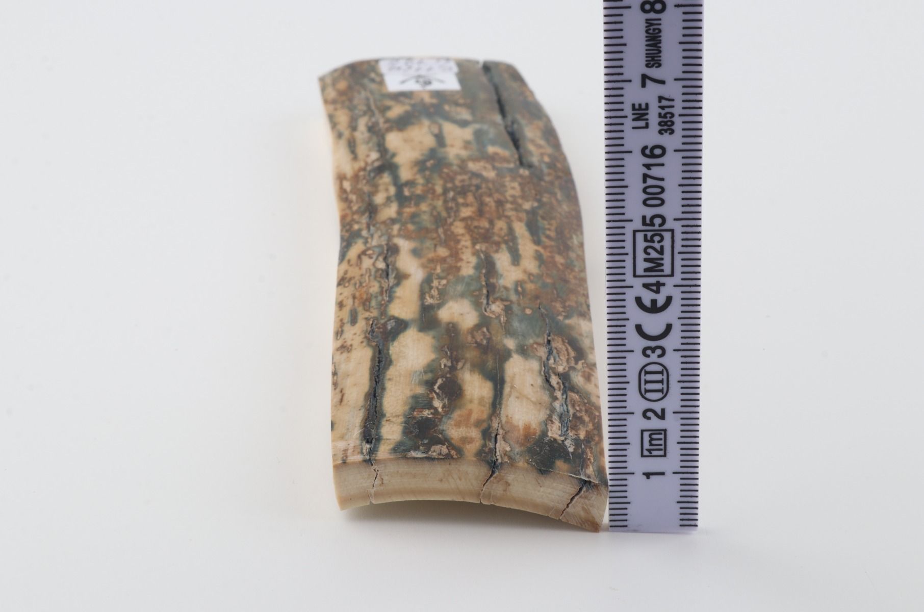 Natural woolly mammoth bark