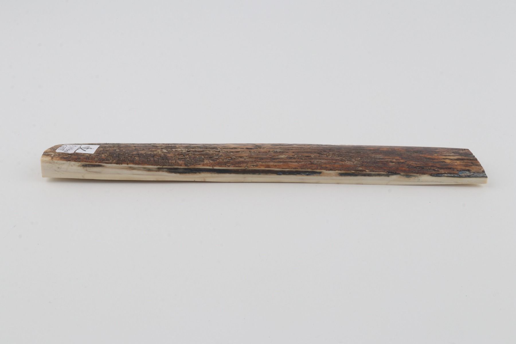Brown mammoth bark