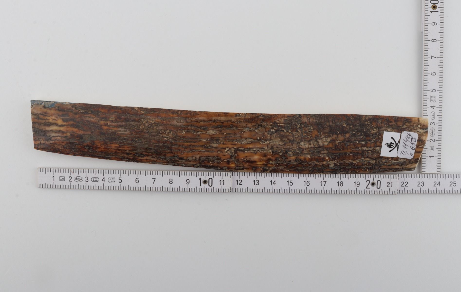 Brown mammoth bark