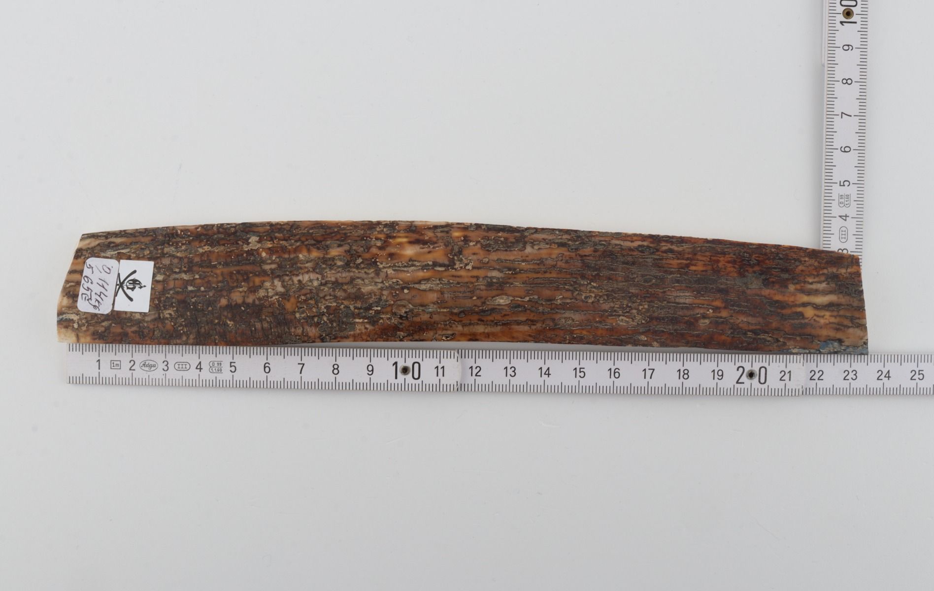 Brown mammoth bark