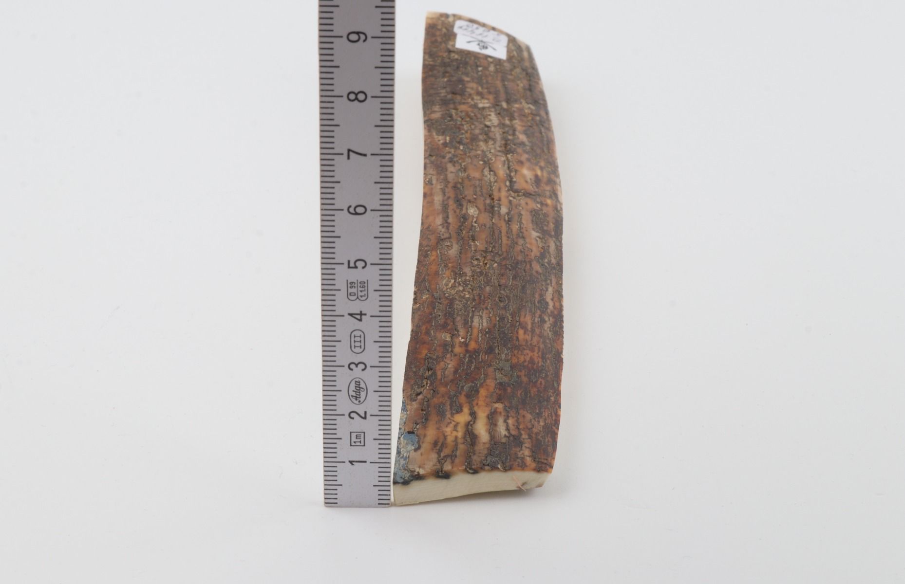 Brown mammoth bark
