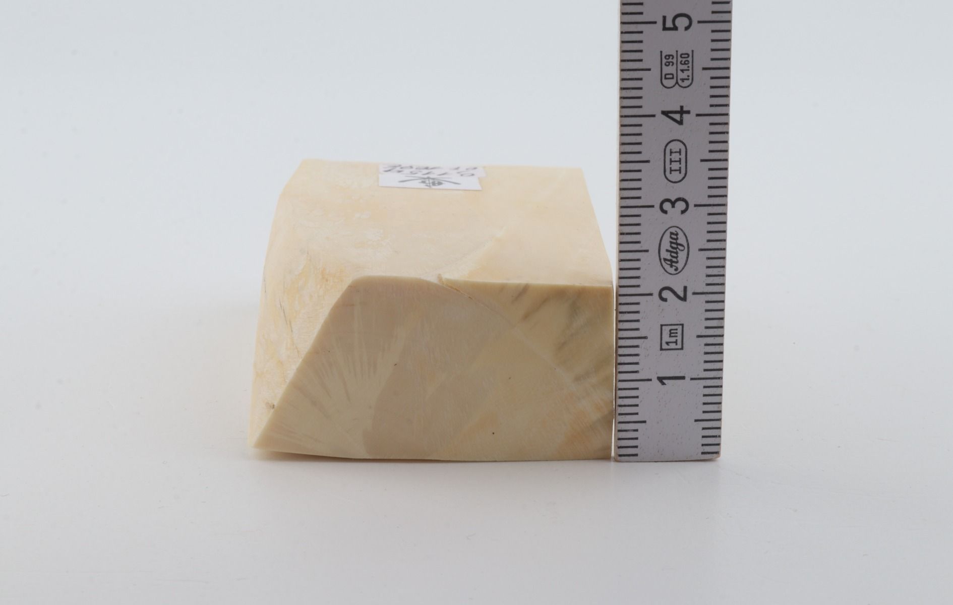 White mammoth ivory segment