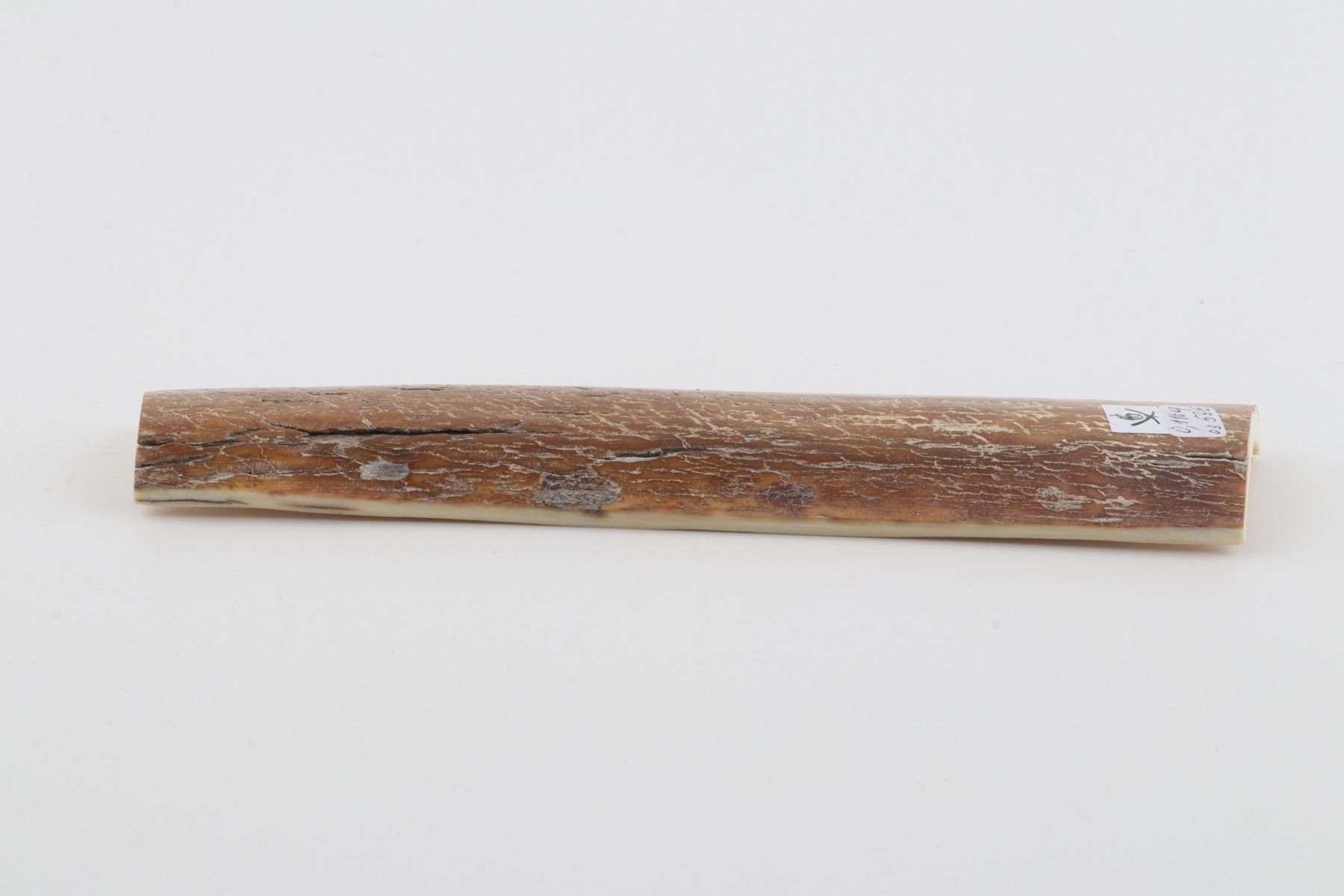 Mustard mammoth bark