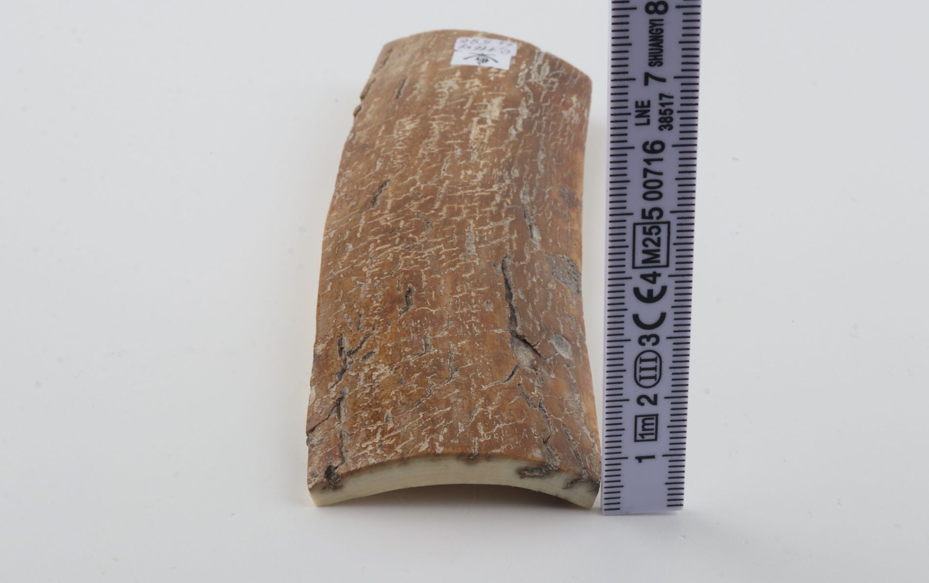 Mustard mammoth bark