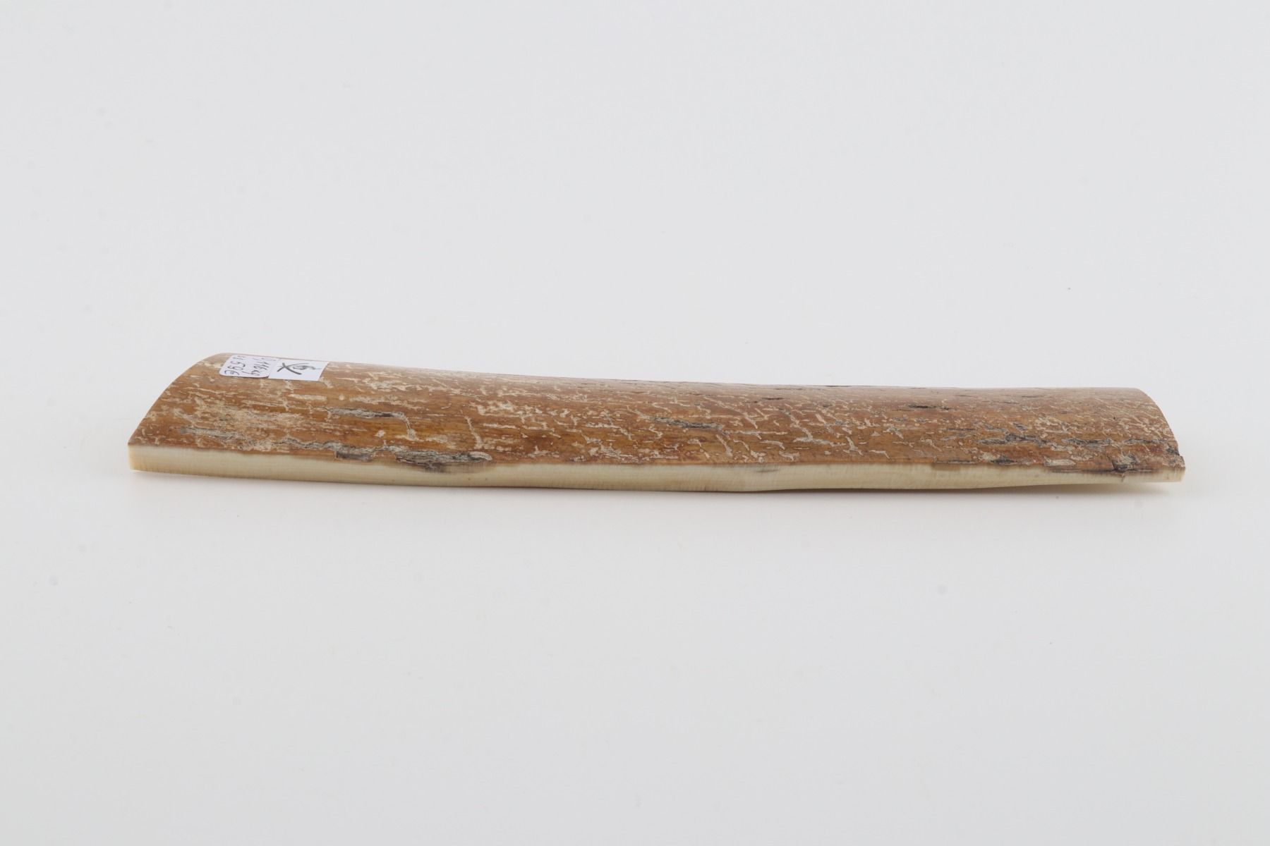 Mustard mammoth bark