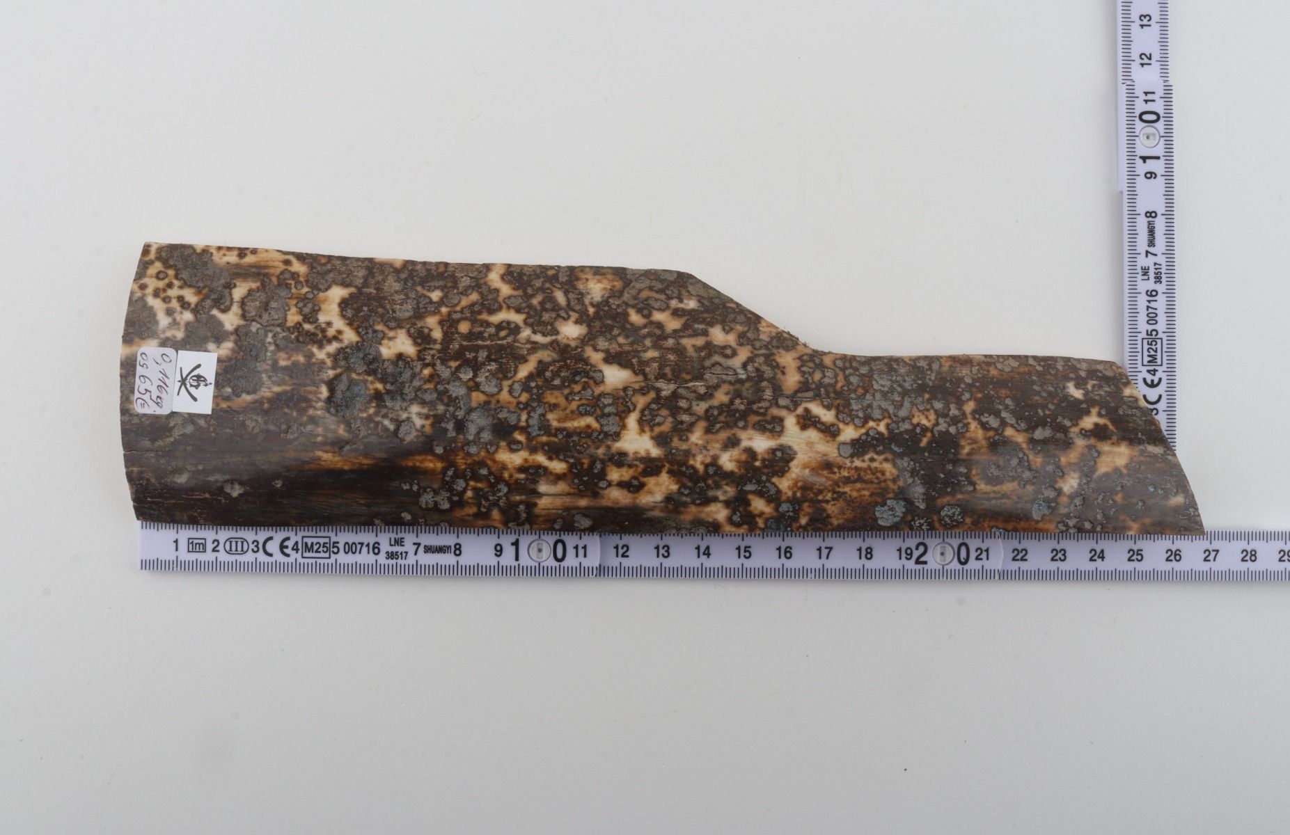 Grey mammoth bark