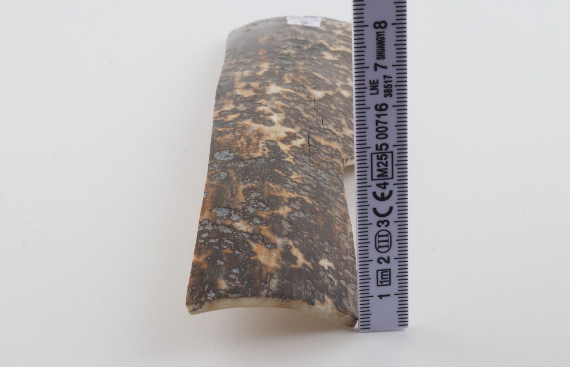 Grey mammoth bark