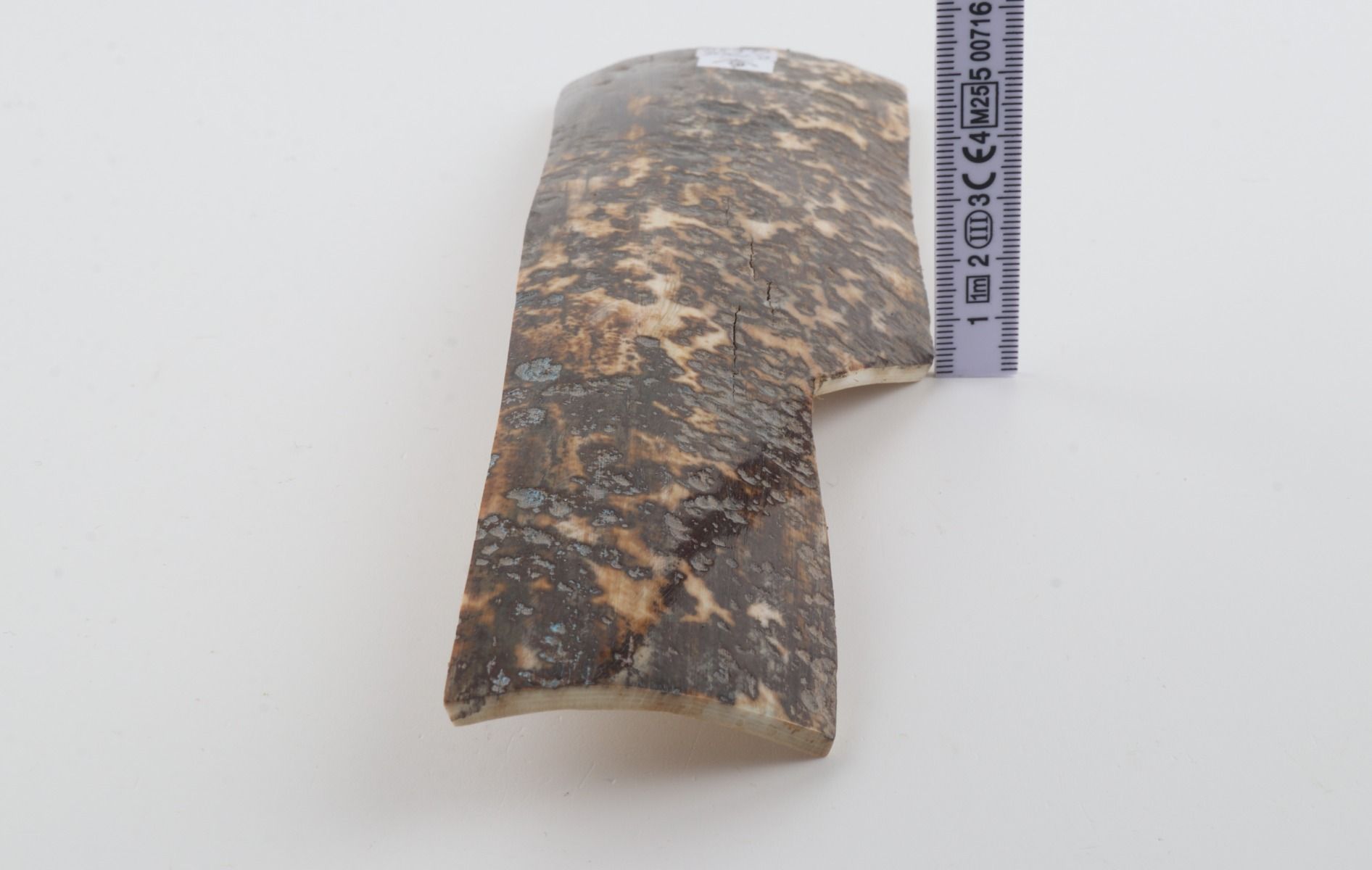 Grey mammoth bark