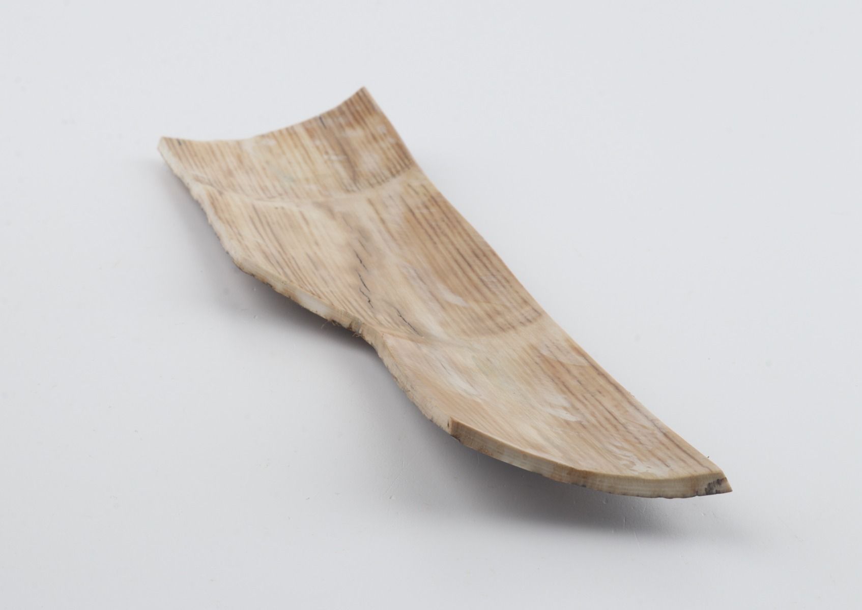 Grey mammoth bark