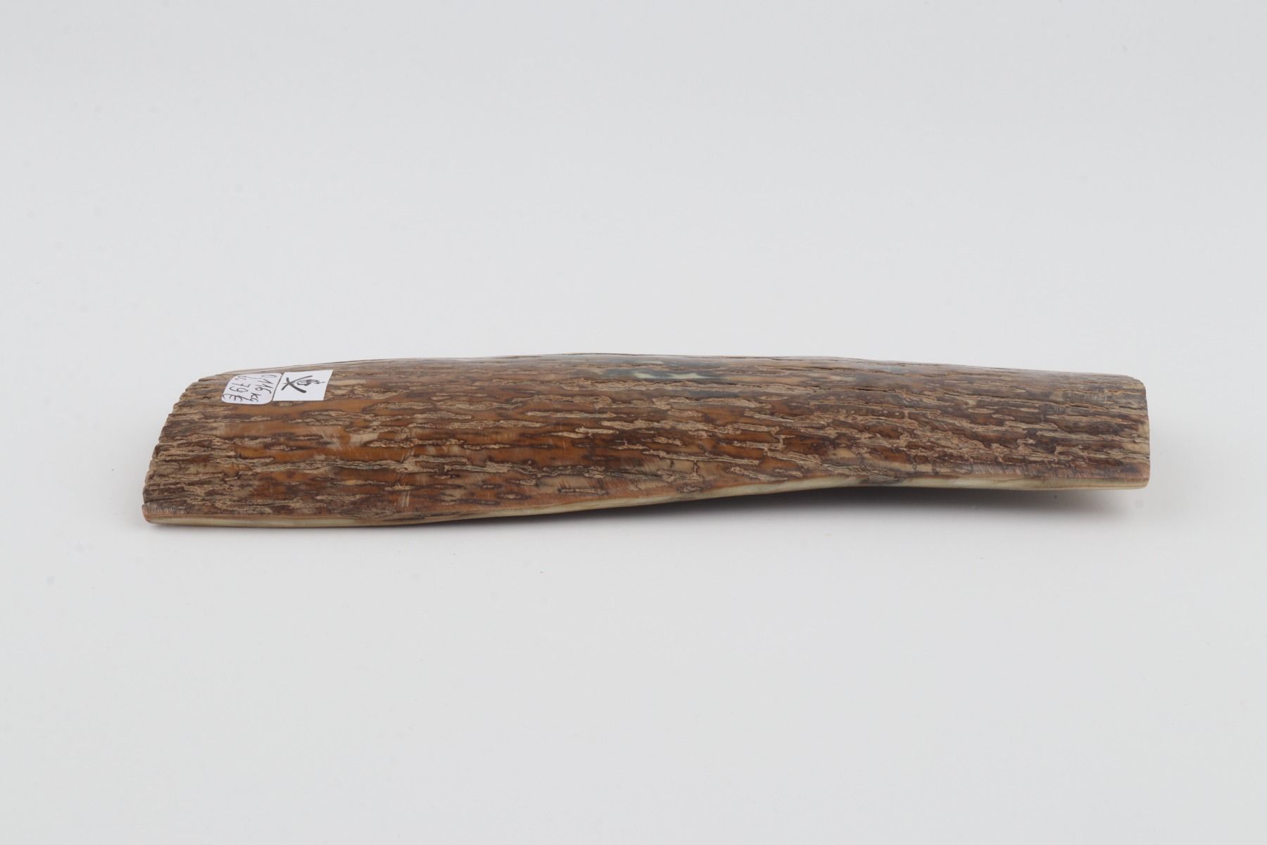 Beige mammoth bark