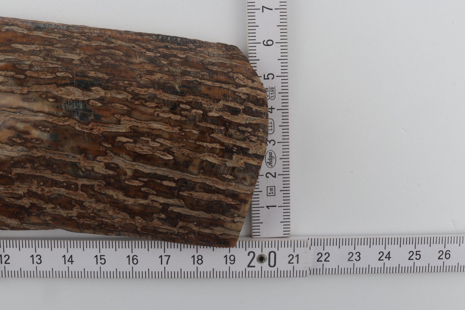 Beige mammoth bark