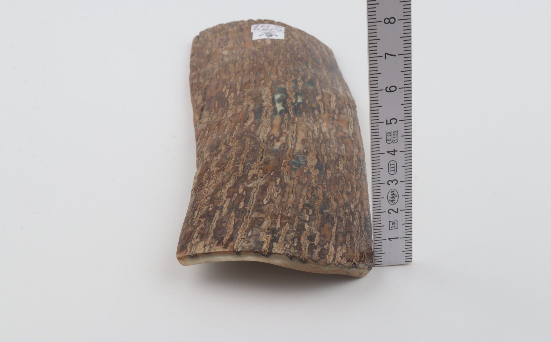 Beige mammoth bark