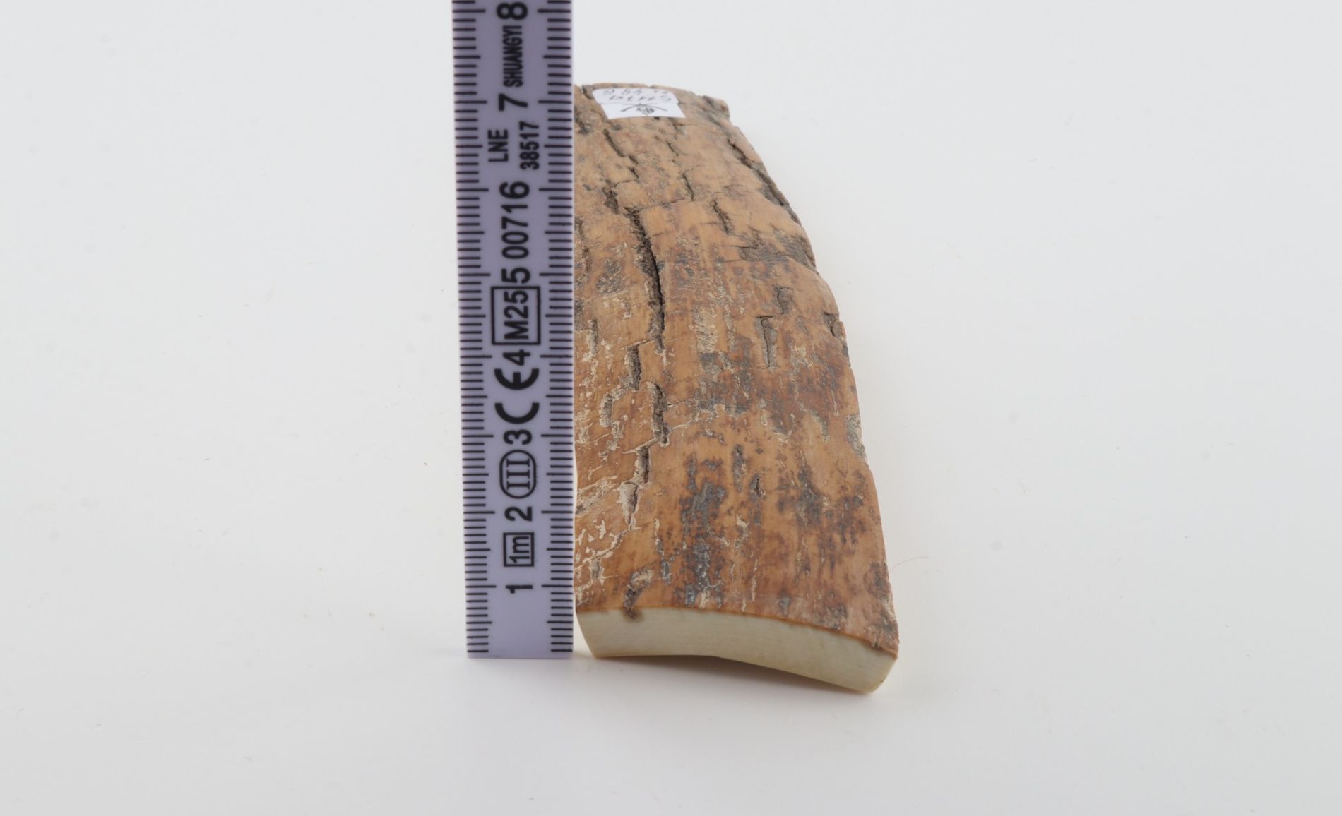 Mustard mammoth bark