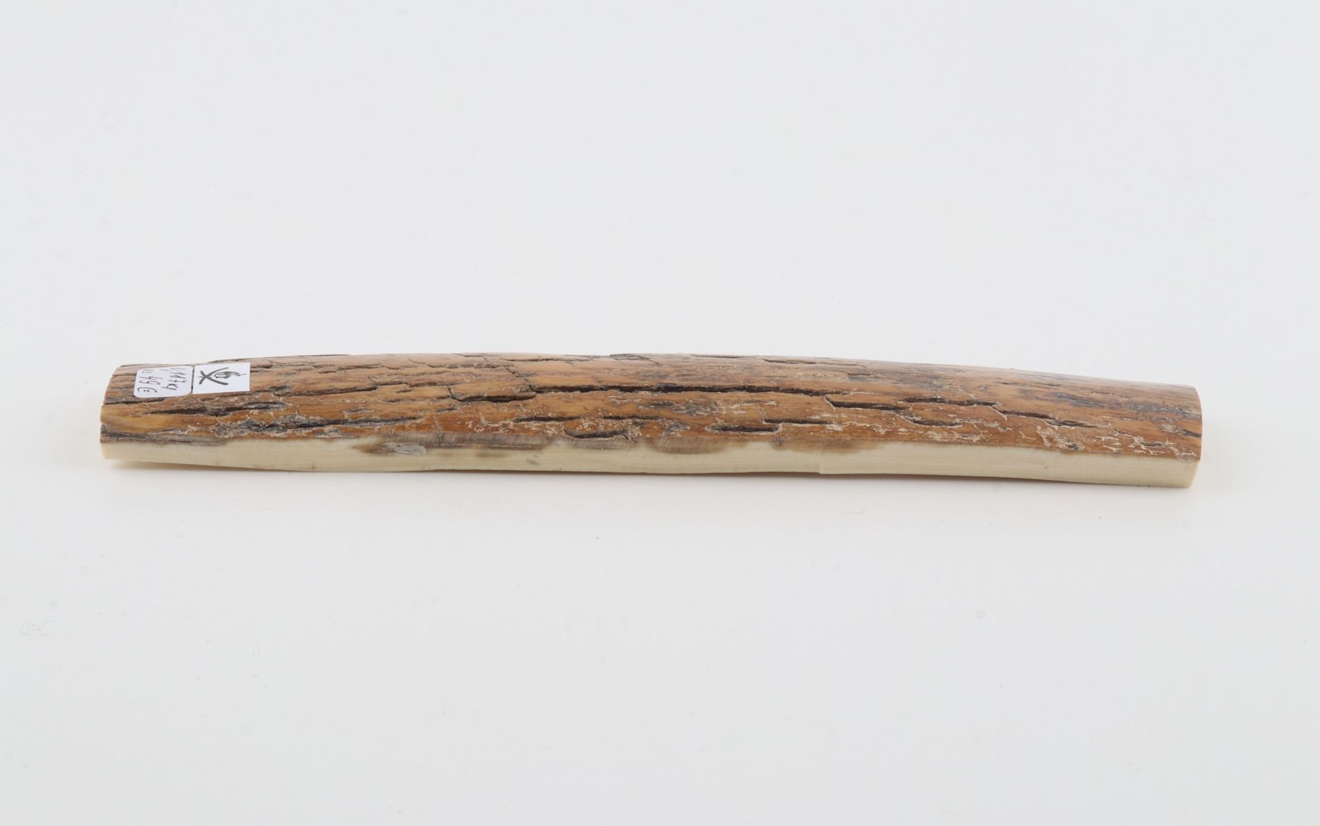 Mustard mammoth bark
