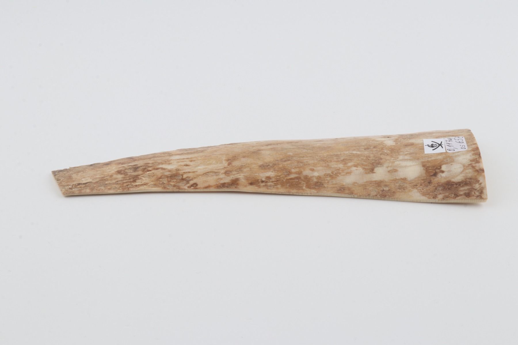 Beige mammoth bark