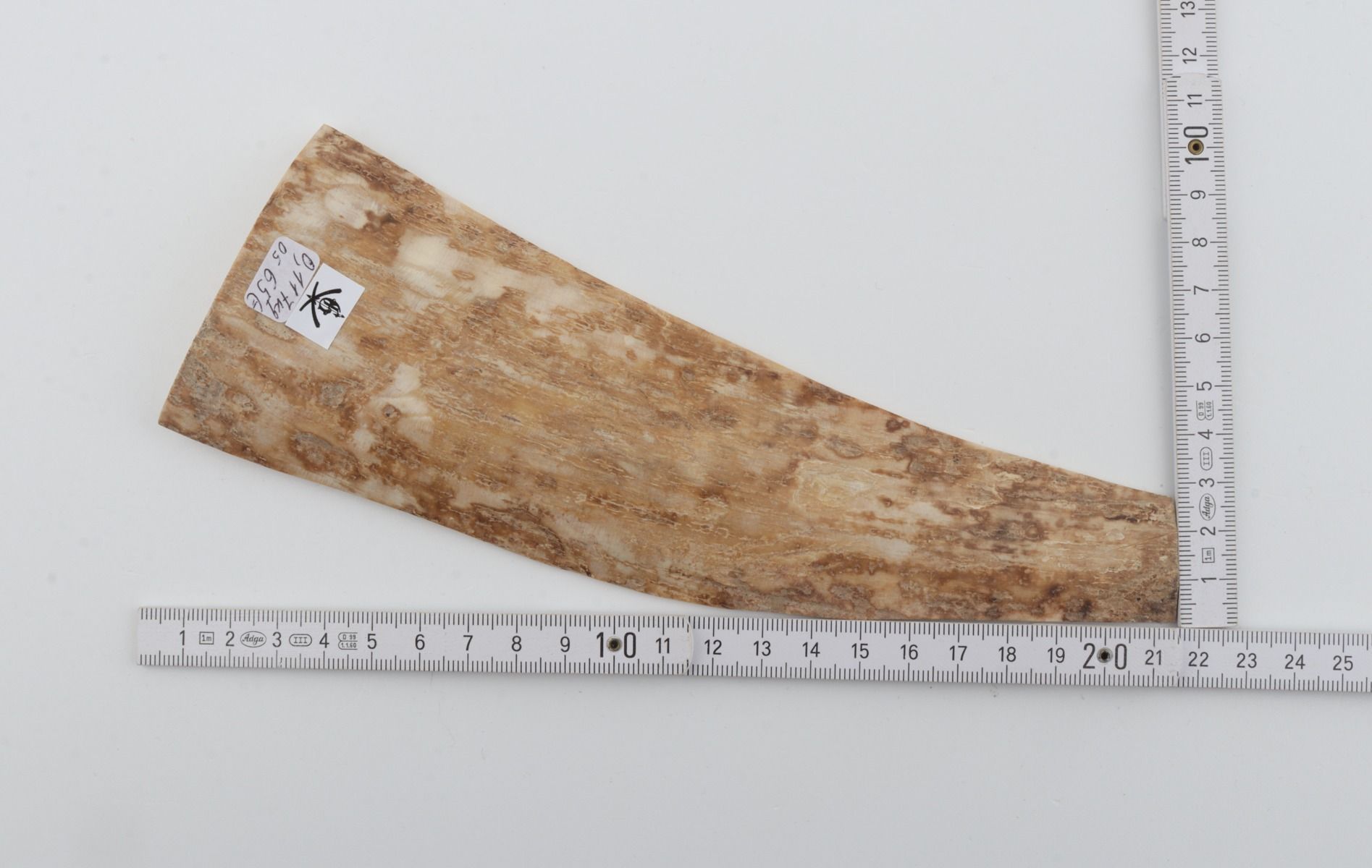 Beige mammoth bark