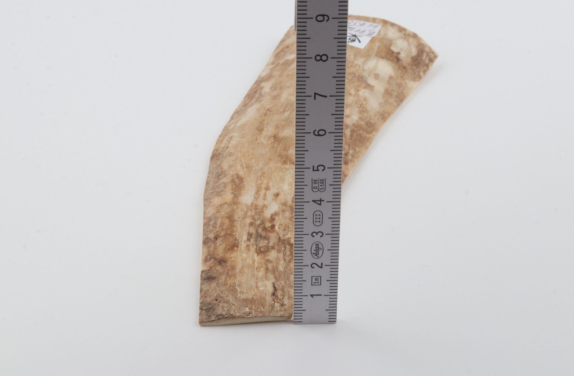 Beige mammoth bark